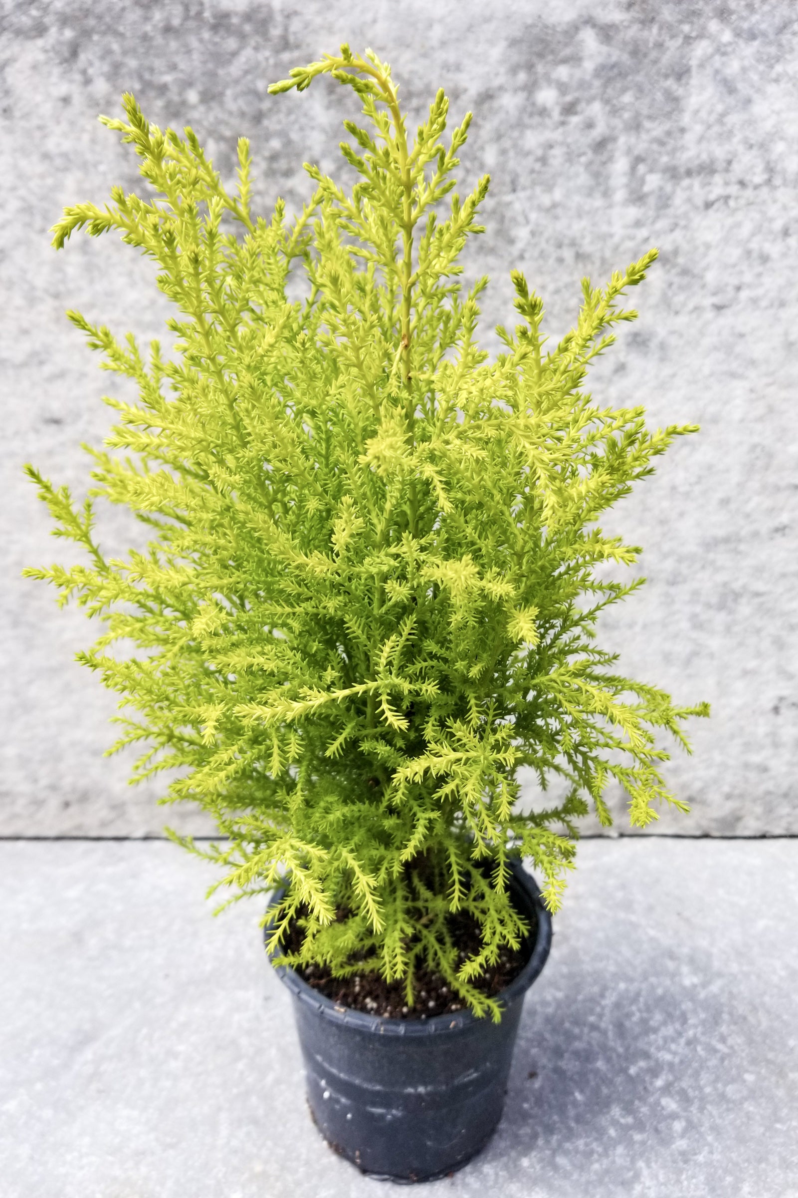 Cypress Goldcrest in a 4.5" growers pot shown from the side ©Sprout Home