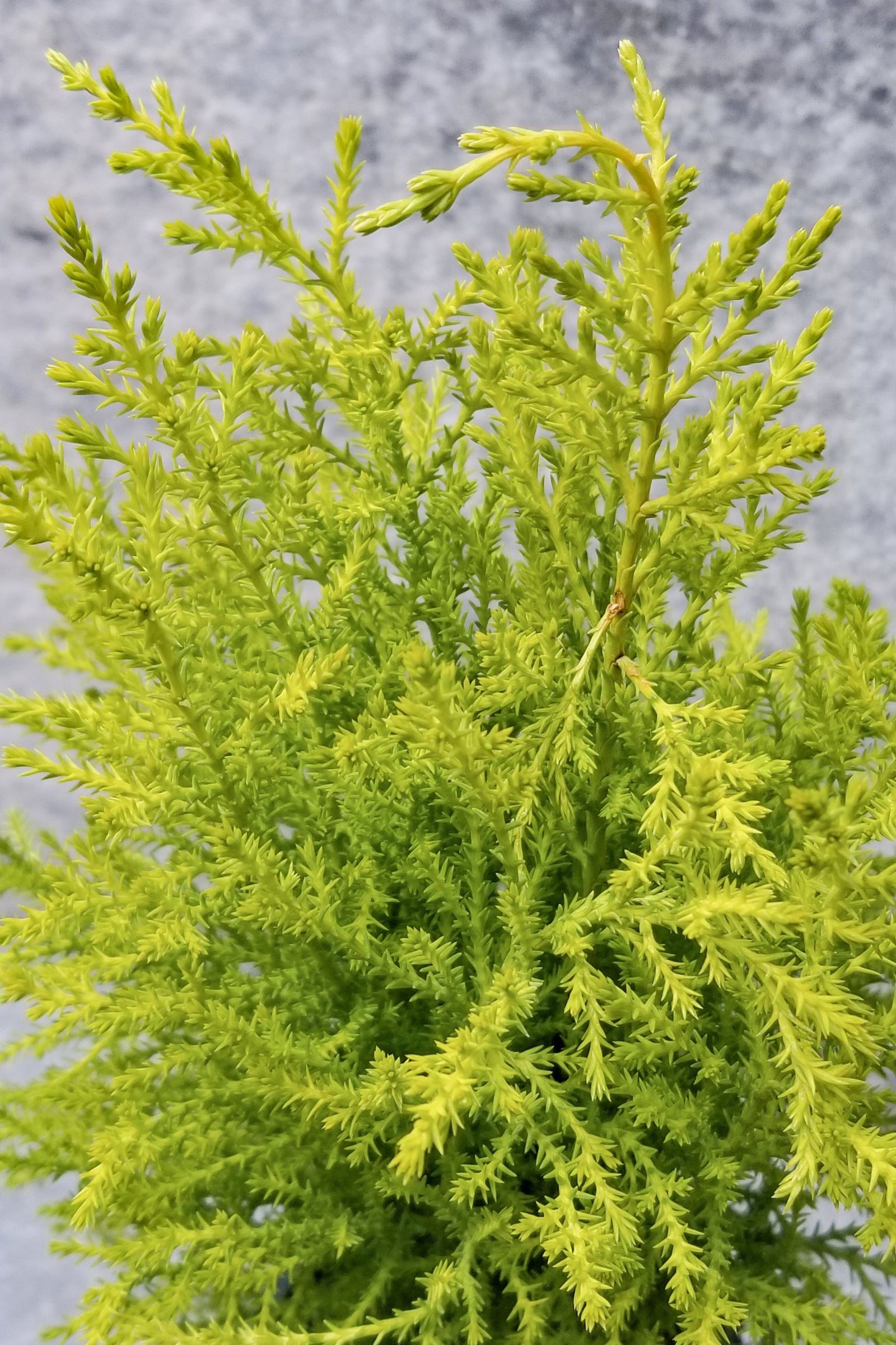 A close-up image of a Cypress plant with bright yellow-green, lemon-scented needles. ©Sprout Home