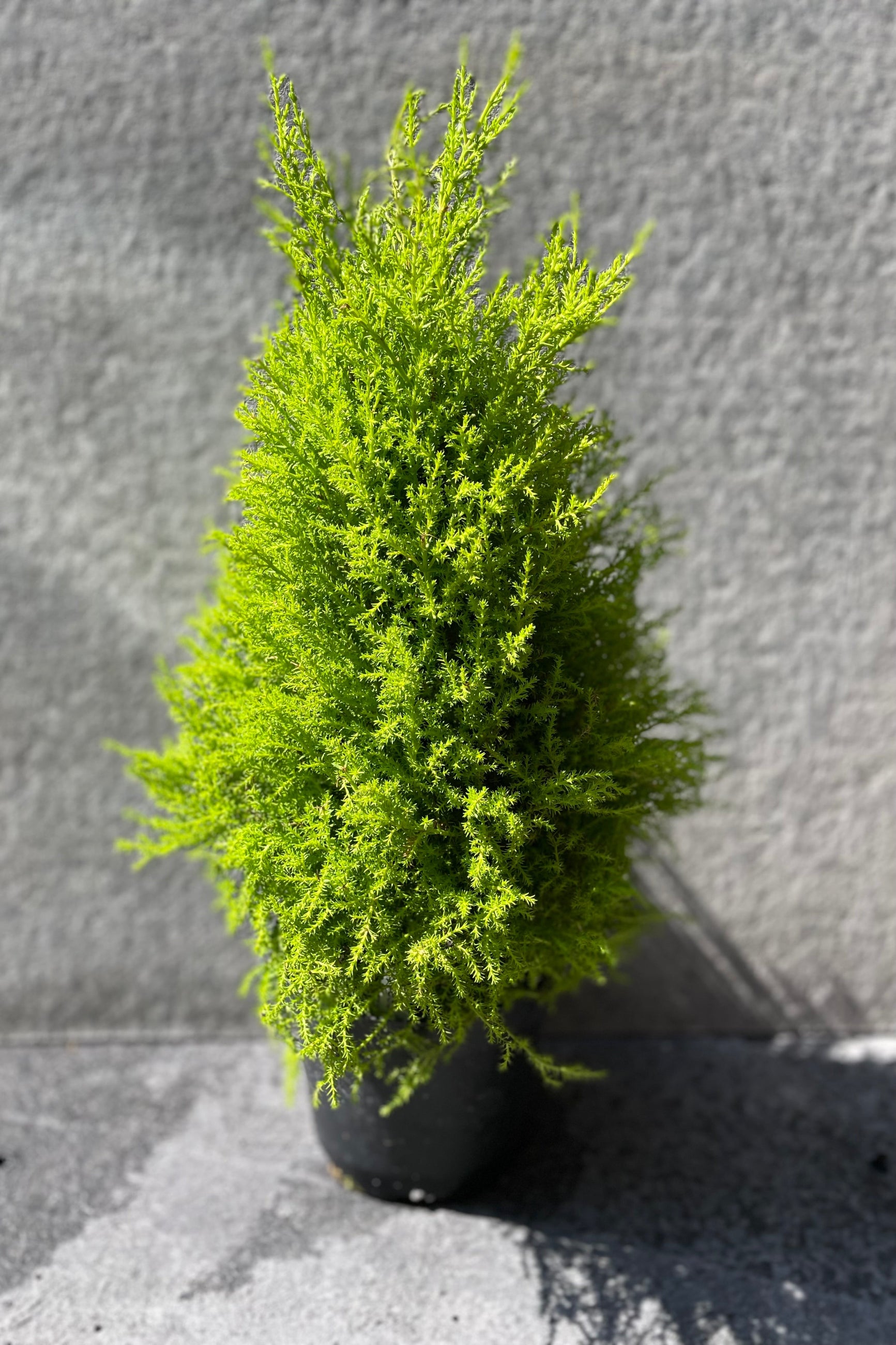 Cypress 'Goldcrest' in a 6" growers pot ©Sprout Home