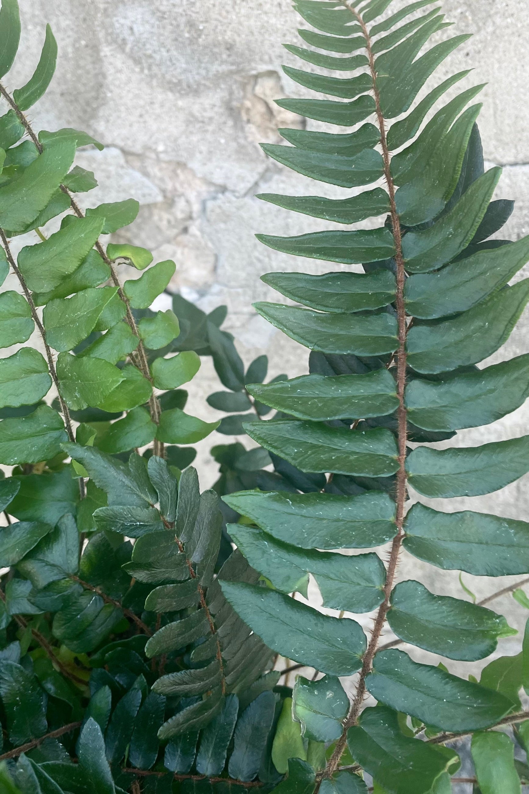 A detailed view of Cyrtomium falcatum "Holly Fern" 6" against concrete backdrop ©Sprout Home
