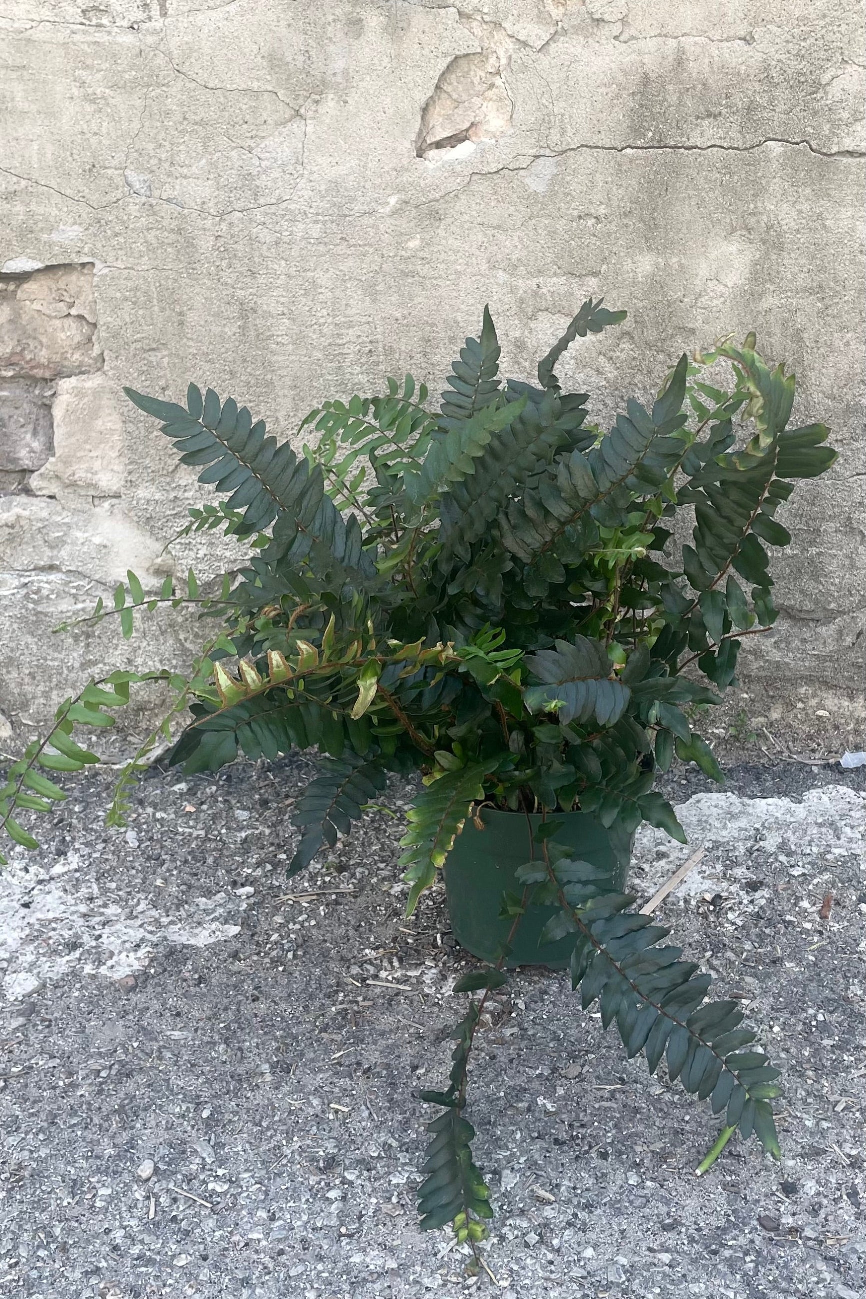 A full view of Cyrtomium falcatum "Holly Fern" 6" in grow pot against concrete backdrop ©Sprout Home