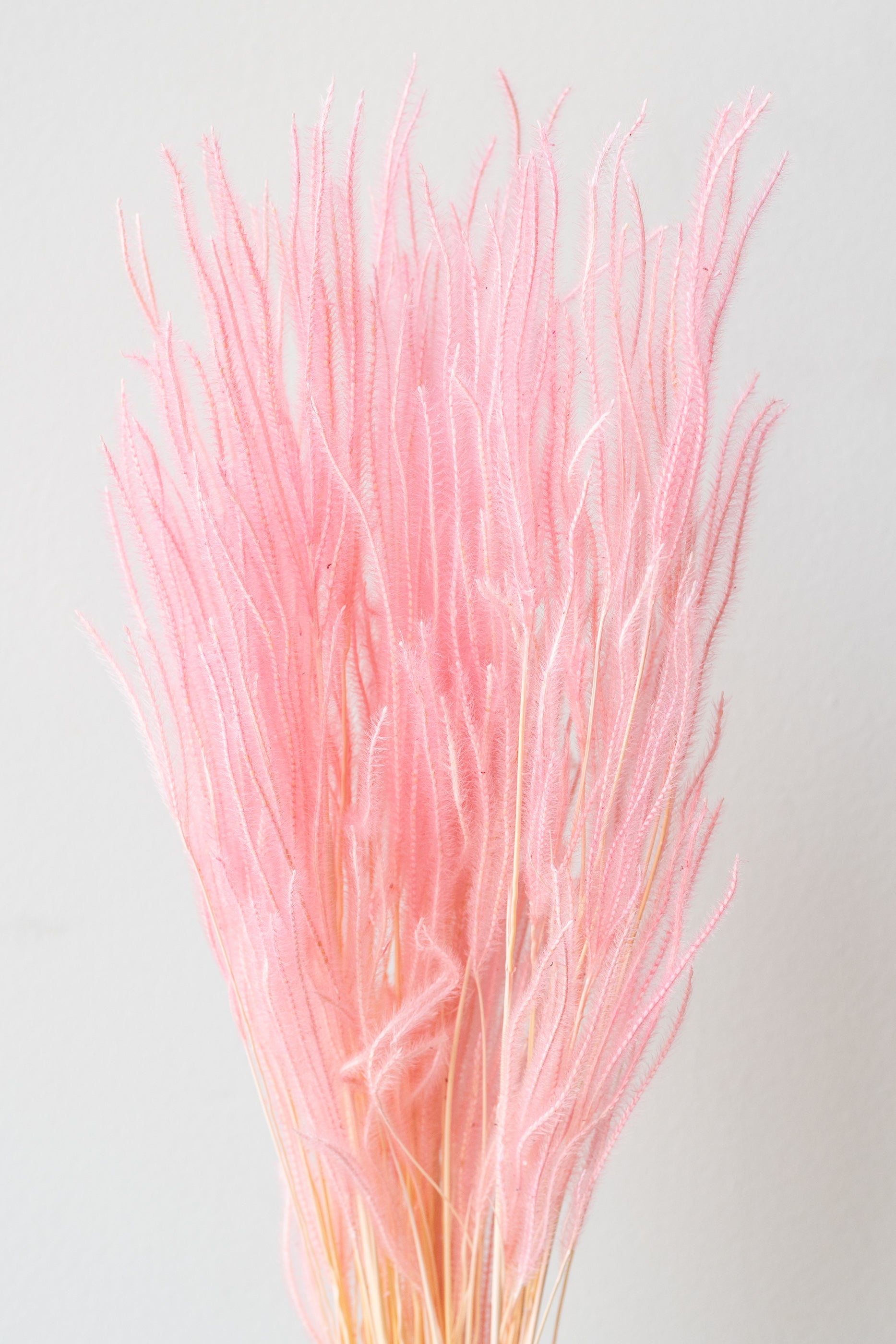 Ouro Blush Pastel Preserved Bunch in front of white background