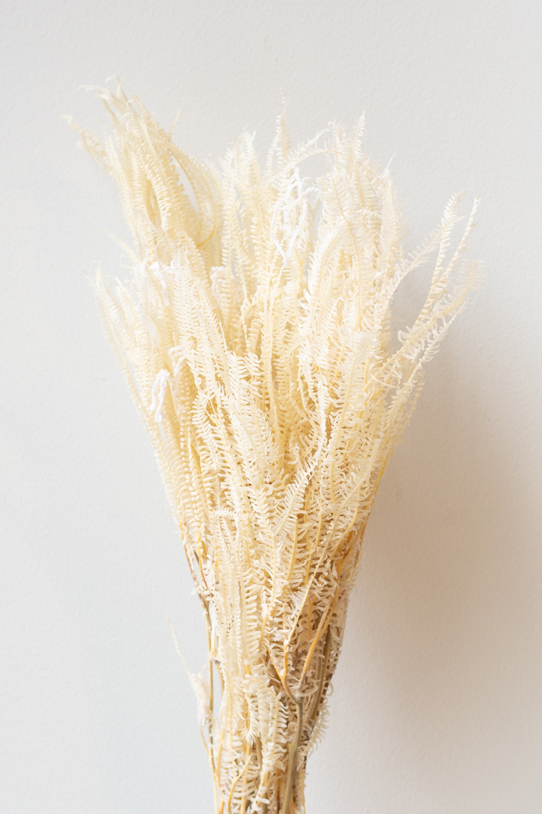 Bleached preserved Helecho bunch in front of white background
