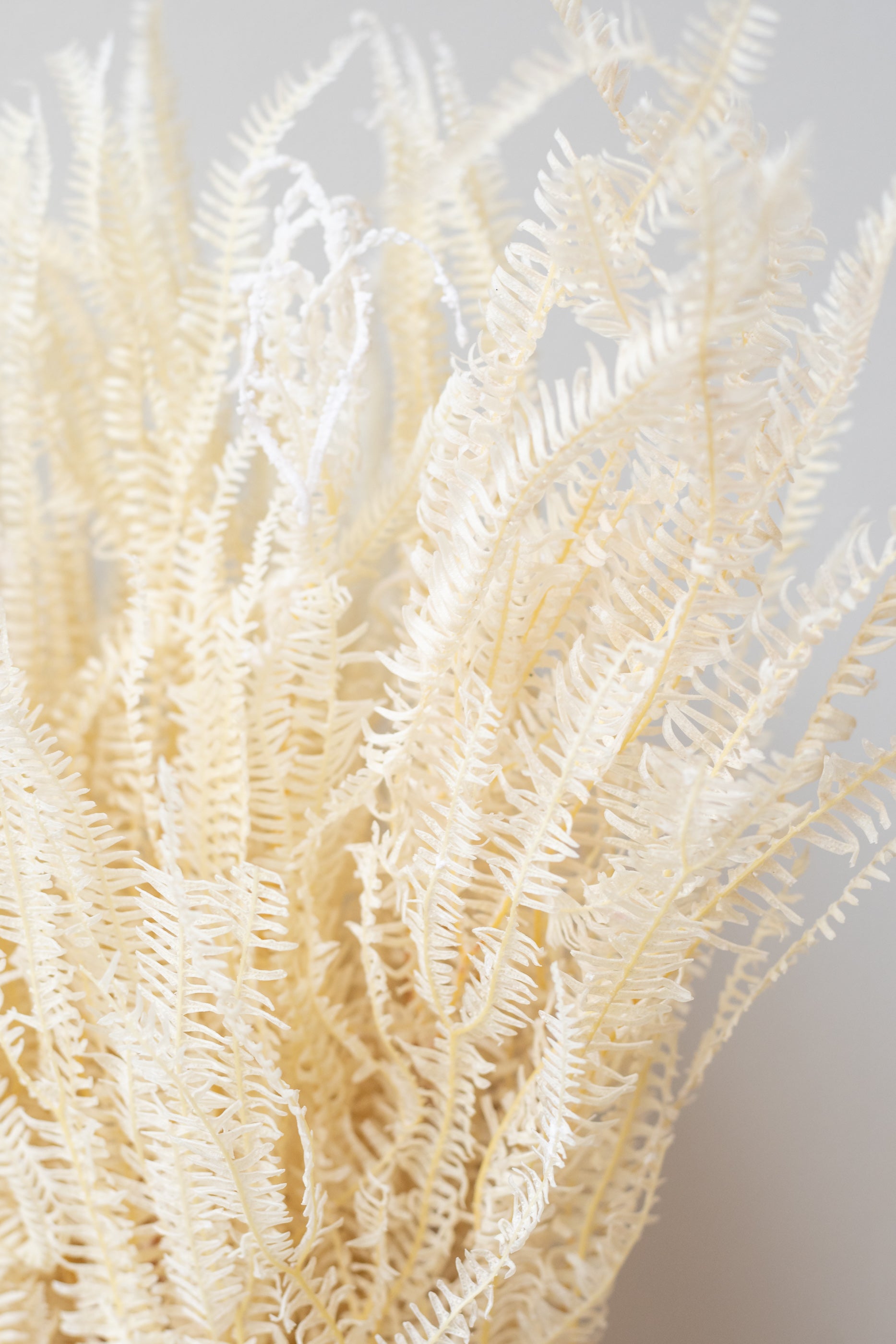 Close up of Bleached preserved Helecho bunch in front of white background