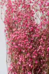 Close up of Gypsophila Paniculata Peach Color Preserved Bunch in front of white background