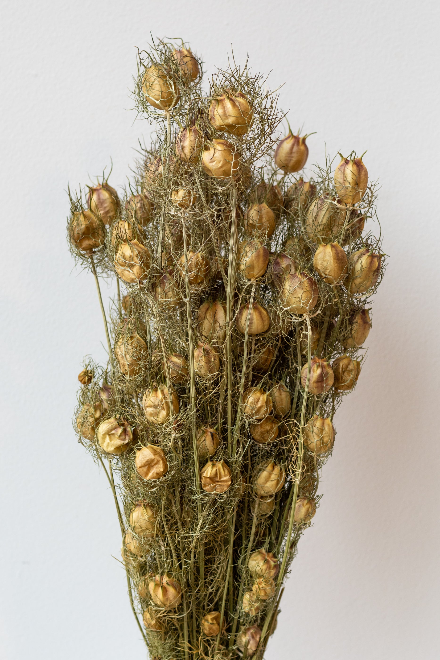 Nigella Natural Preserved Bunch in front of white background