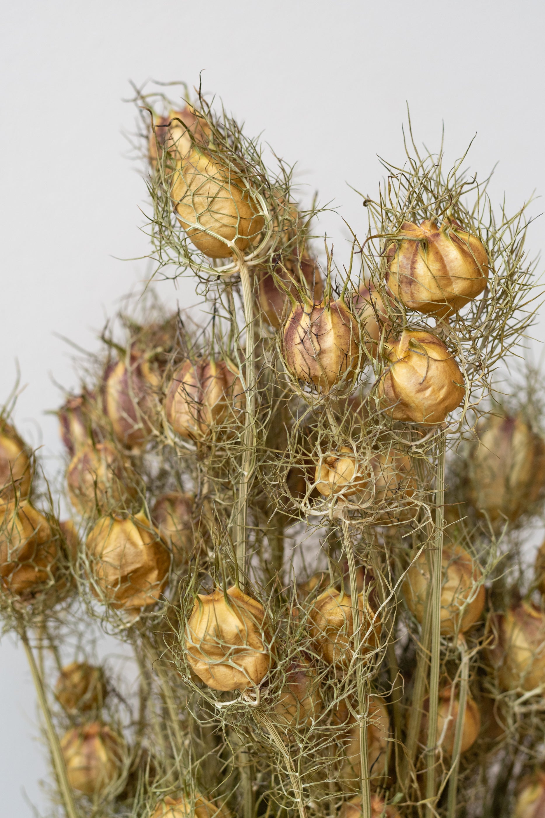 Close up of Nigella Natural Preserved Bunch in front of white background