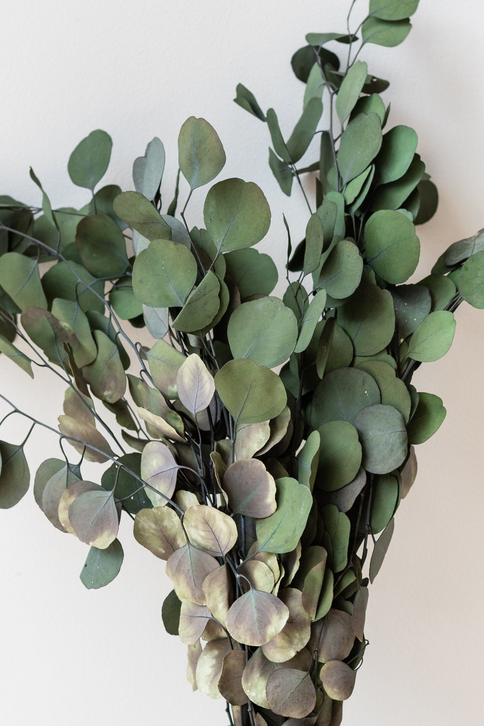 Eucalyptus Populus Natural Color Preserved Bunch in front of white background