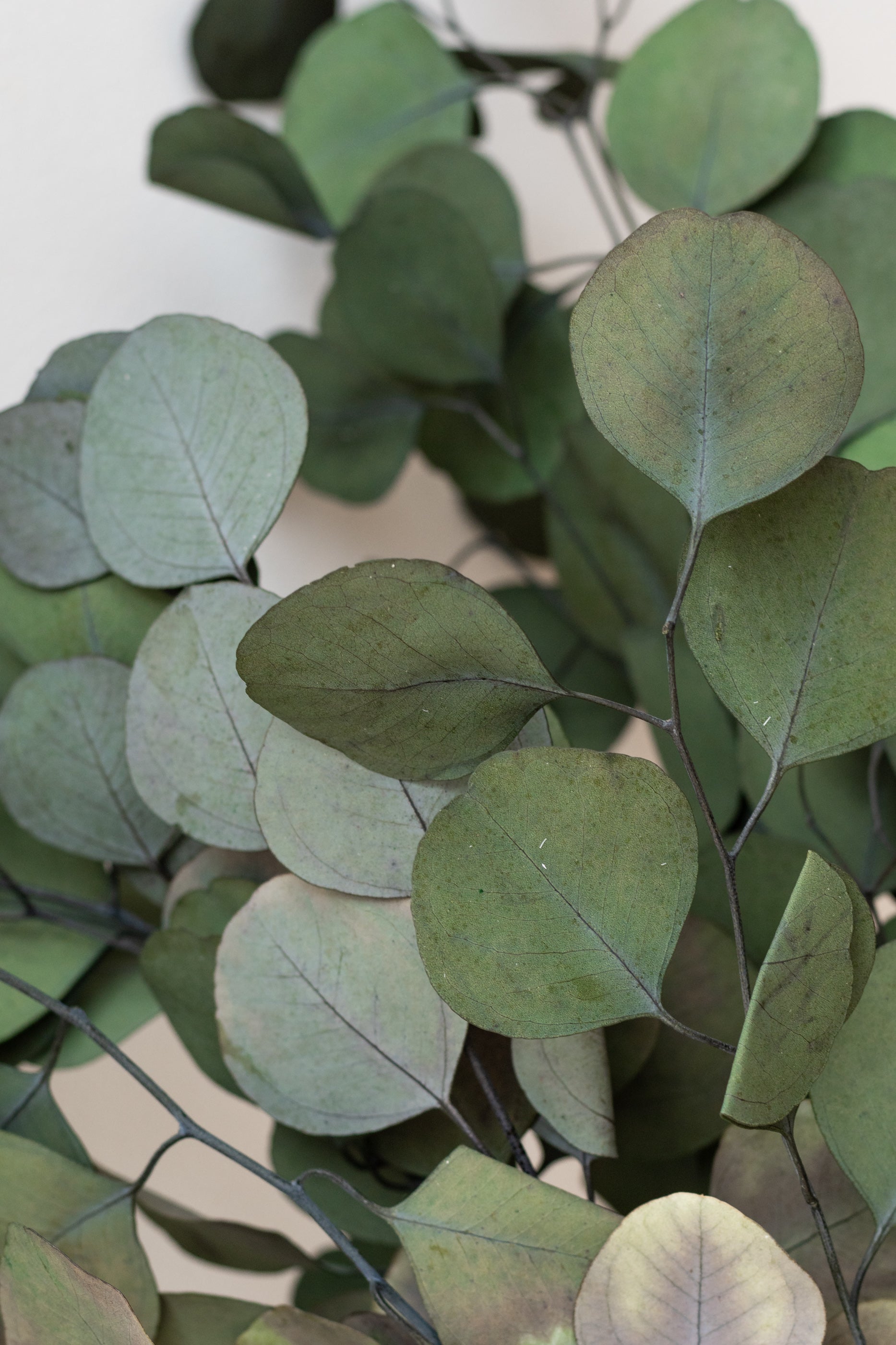 Close up of Eucalyptus Populus Natural Color Preserved Bunch in front of white background