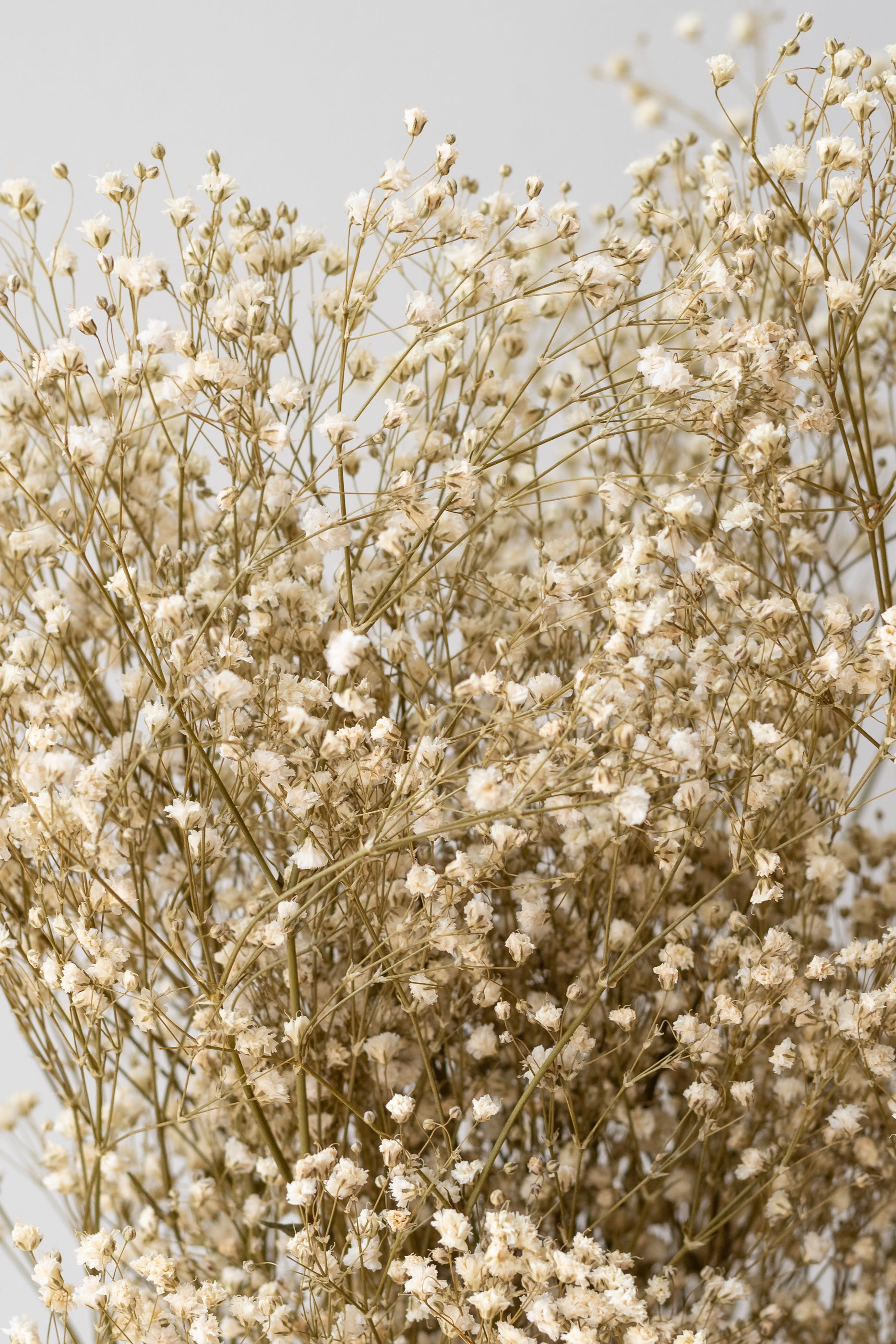 Close up of Gypsophila Paniculata Natural Preserved Bunch in front of white background