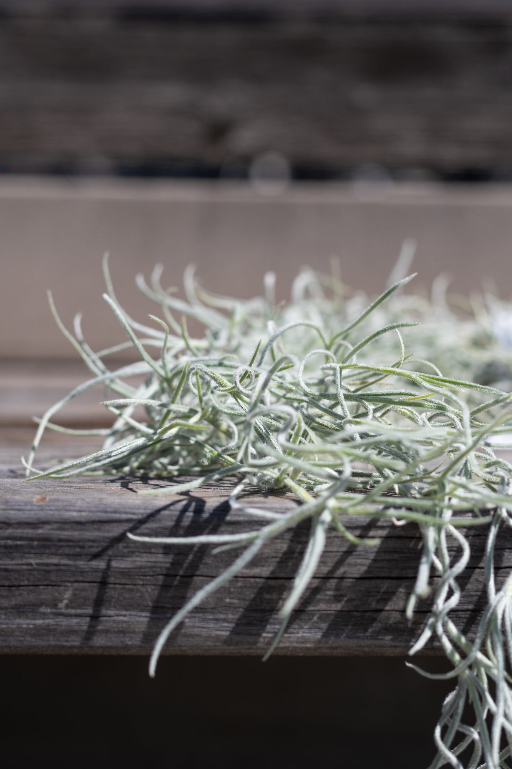 Tillandsia usenoides chiapas "Spanish Moss" spread out on grey surface in front of grey background ©Sprout Home