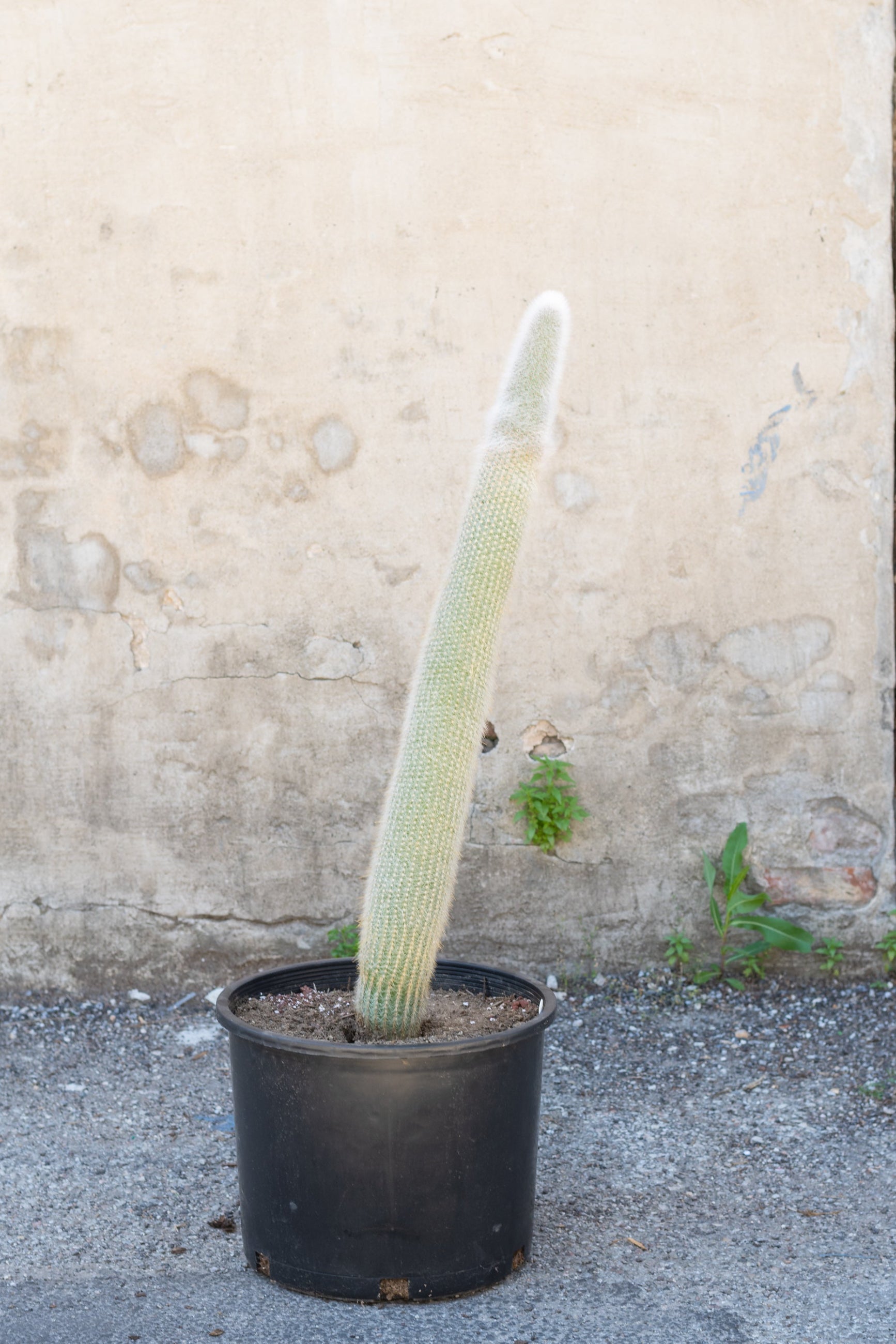 Cleistocactus straussii "Silver Touch Cactus" potted in front of grey concrete background ©Sprout Home