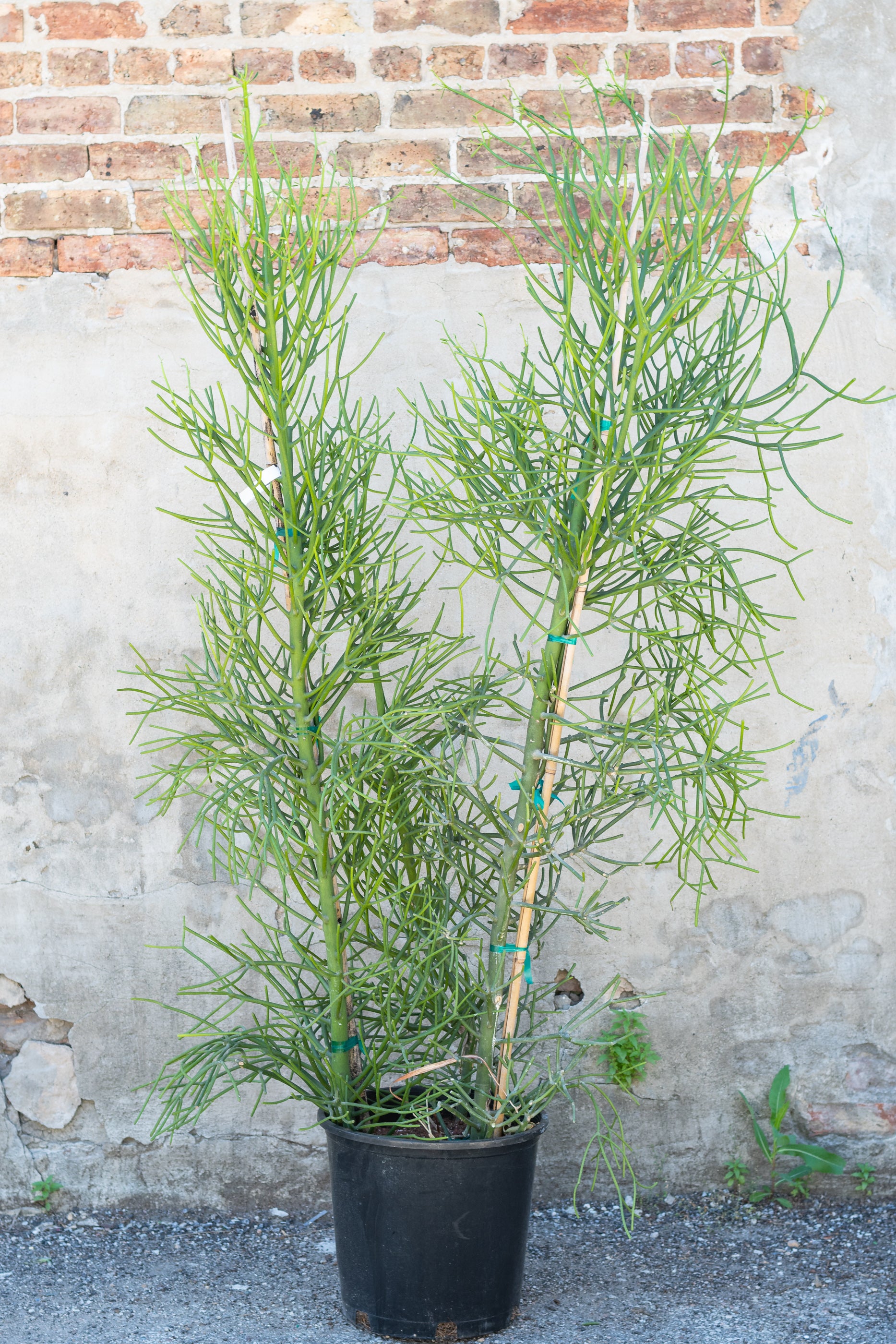 Large Euphorbia tirucalii "Pencil Cactus" in grow pot in front of brick wall