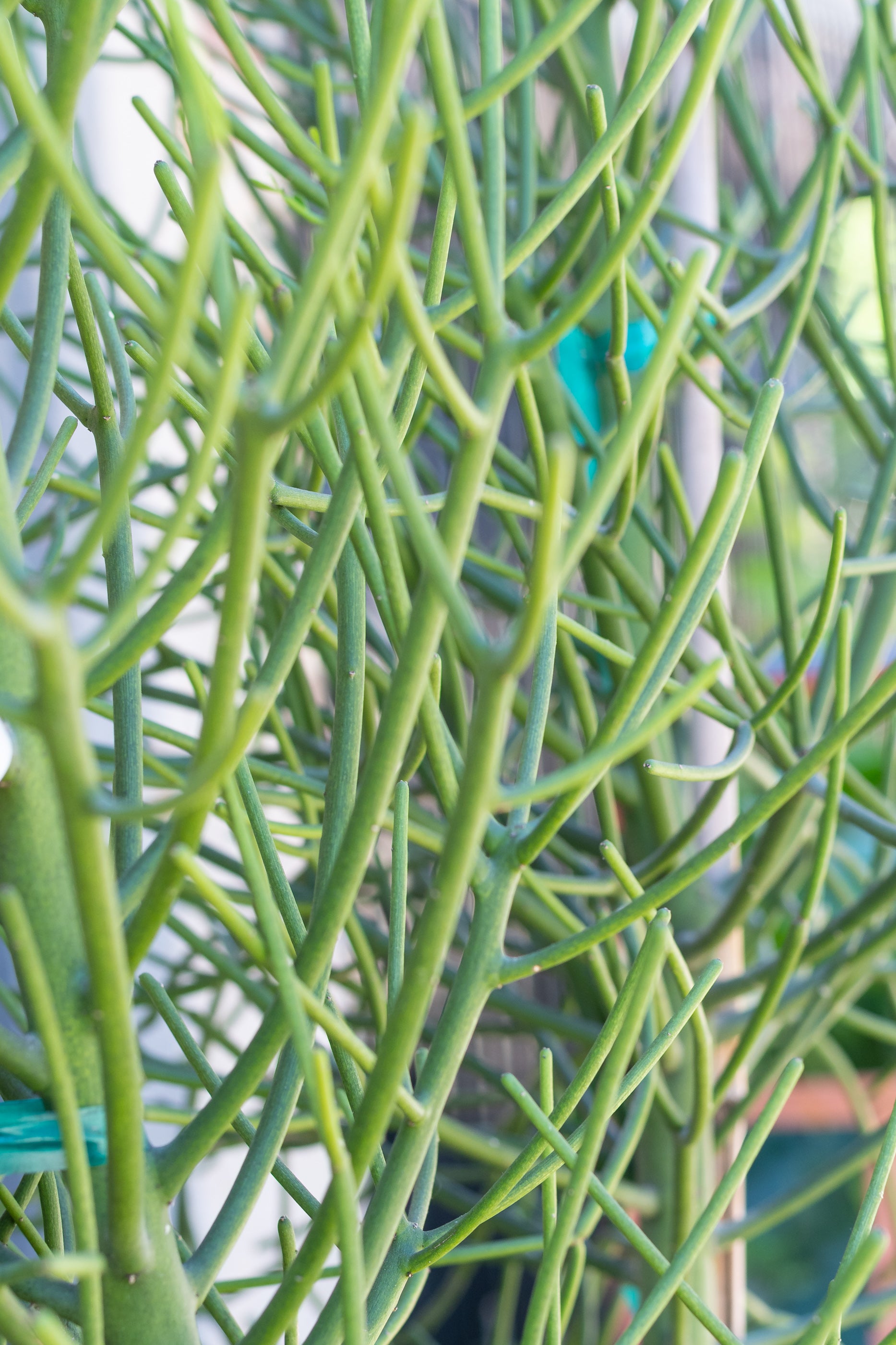 Close up of Euphorbia tirucalii "Pencil Cactus" spines