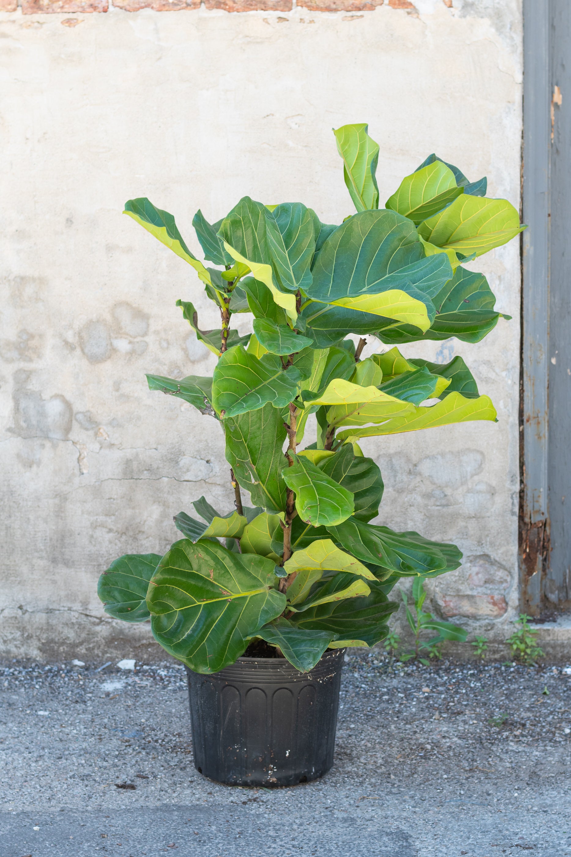 Ficus lyrata "Fiddle Leaf Fig" bush in grow pot in front of grey concrete wall