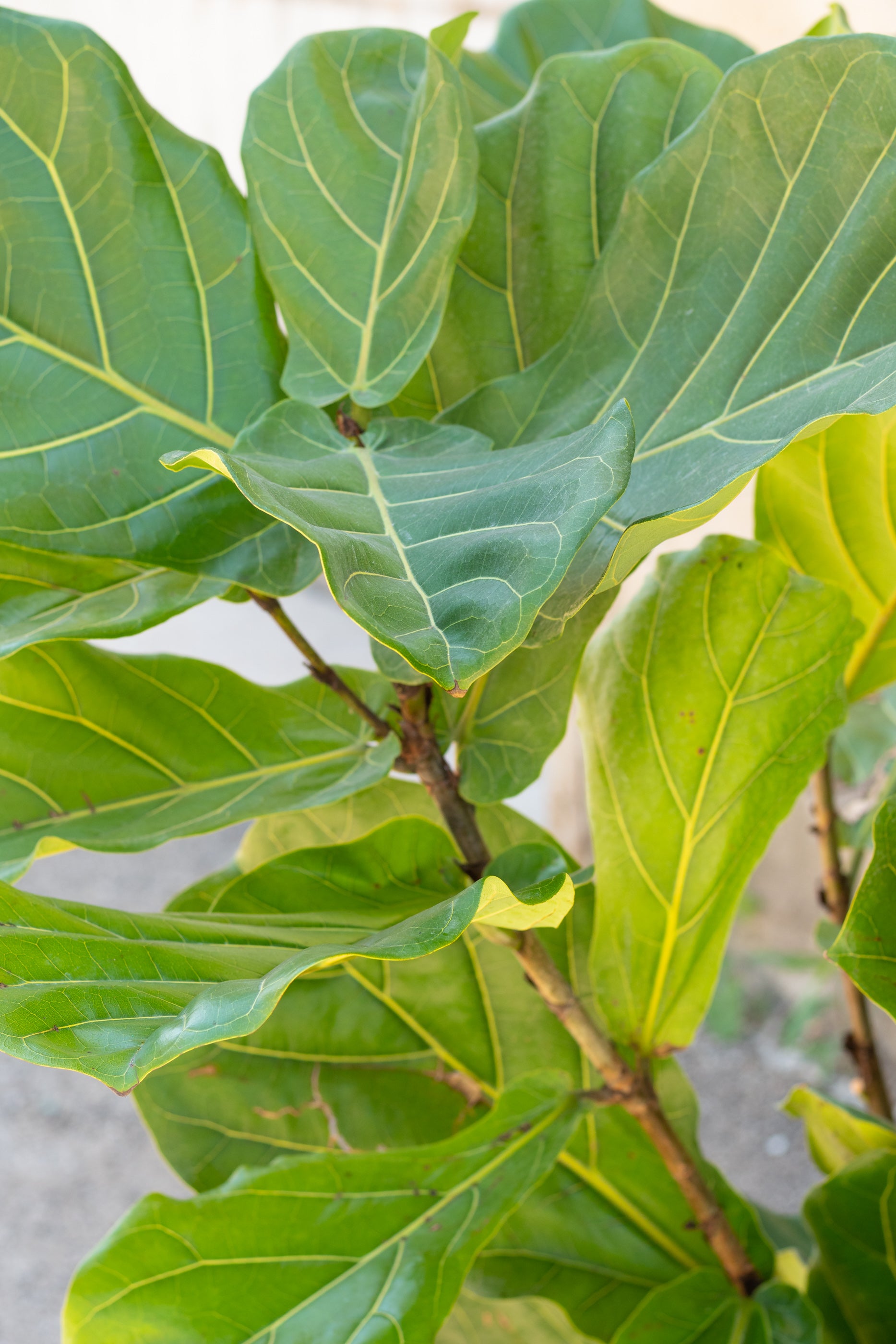 Close up of Ficus lyrata "Fiddle Leaf Fig" leaves