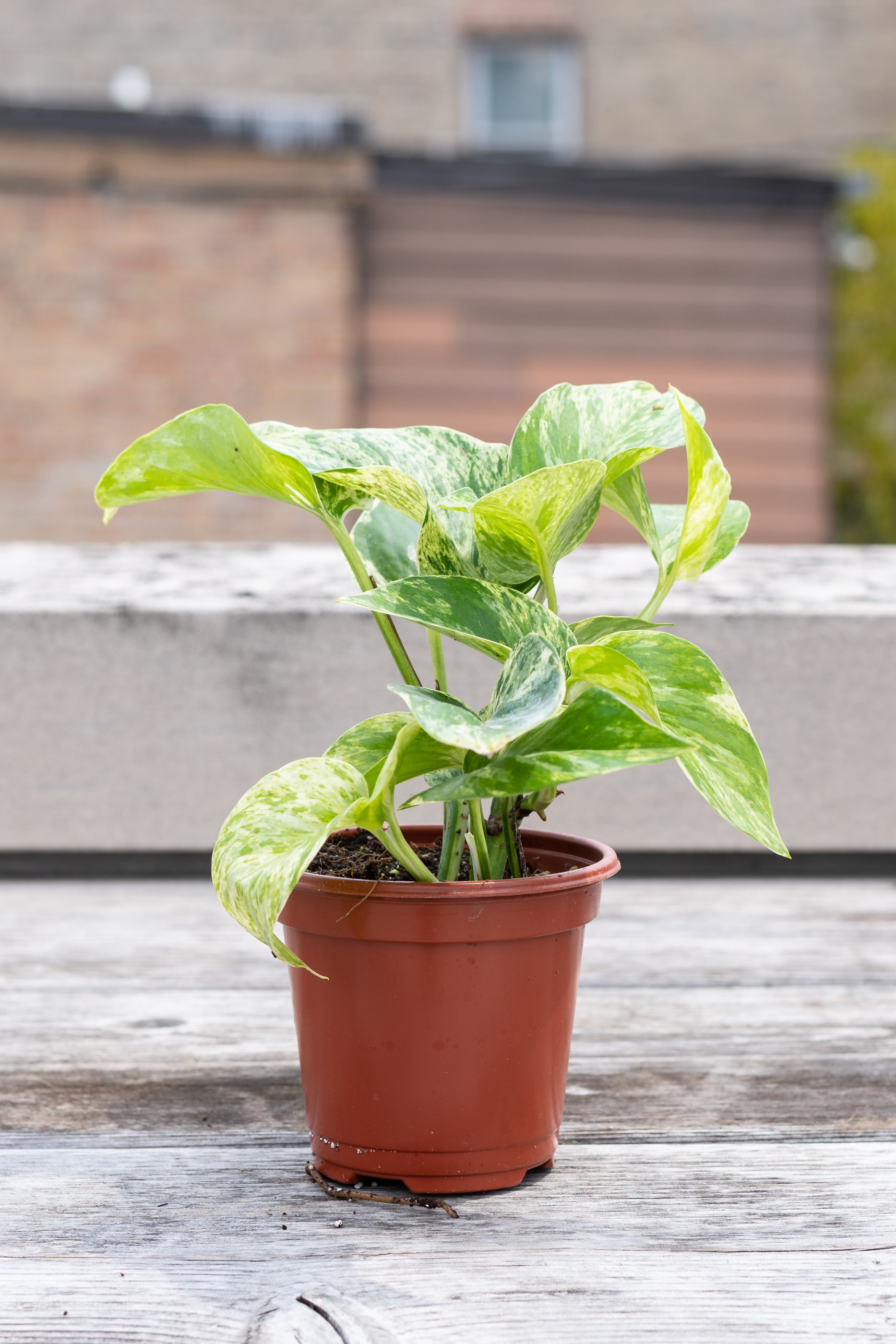 Pothos / Epipremnum 'Marble Queen' in grow pot in front of grey wood background