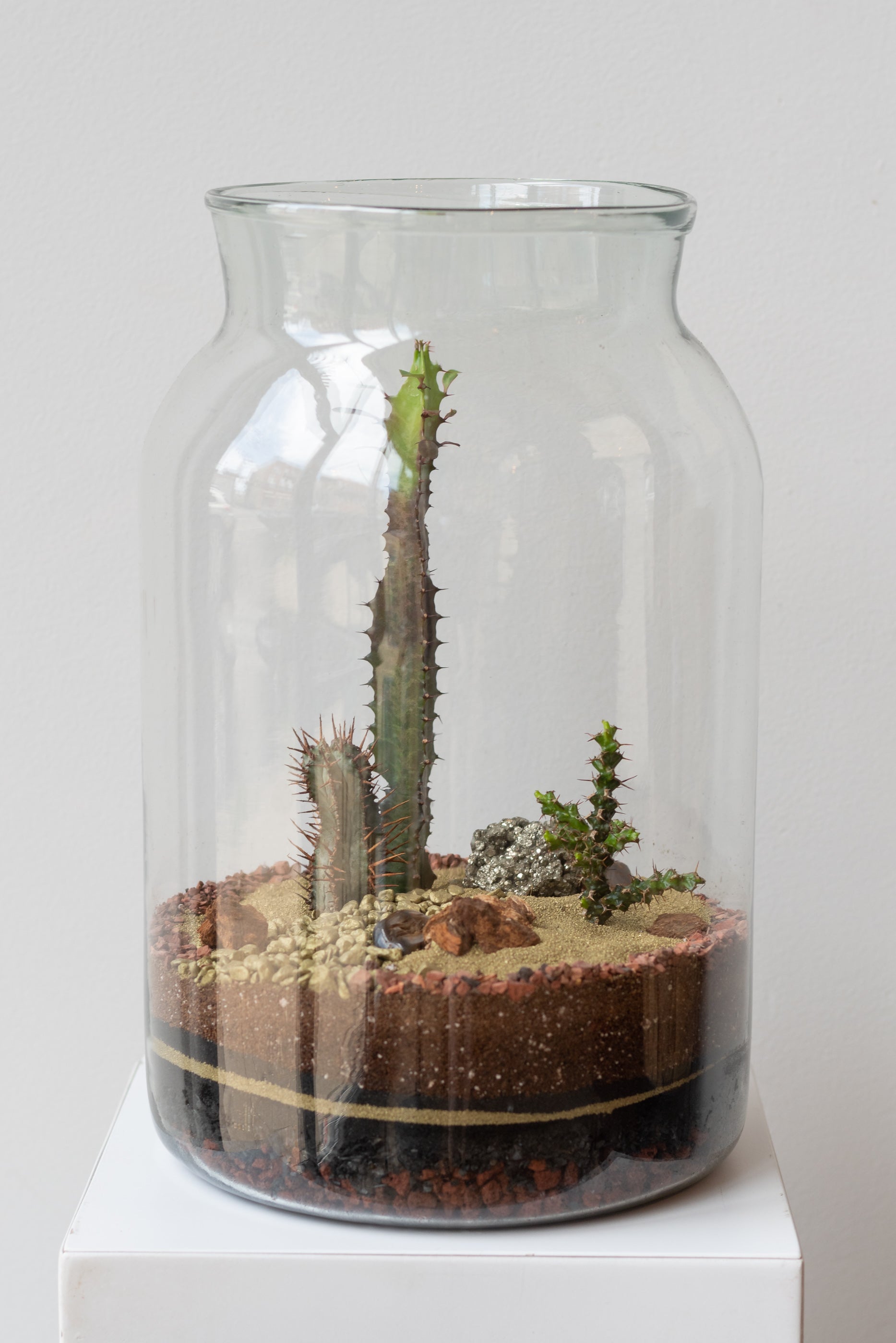 desert plant terrarium Sprout Home Mason 10L Jar Planted Terrarium at SPROUT HOME