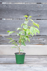 Ficus benjamina 'Variegata' in grow pot in front of grey wood background