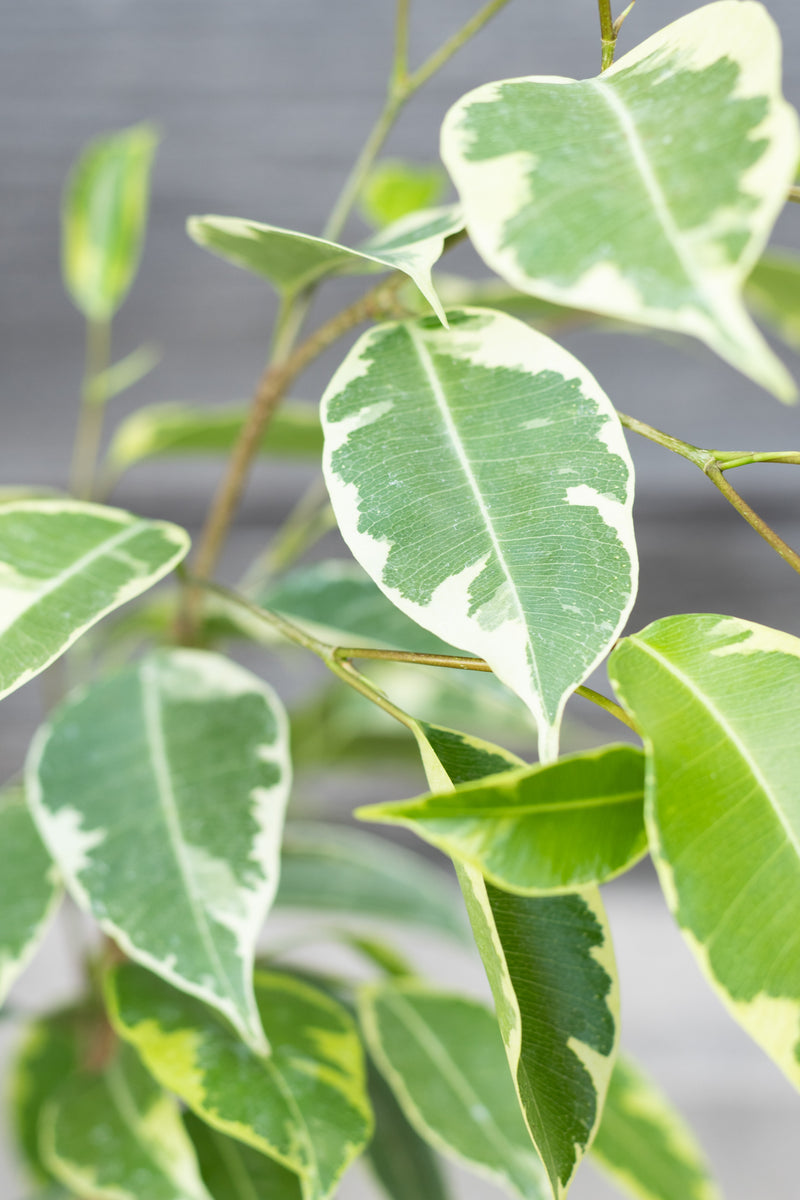 Close up of Ficus benjamina 'Variegata' leaves