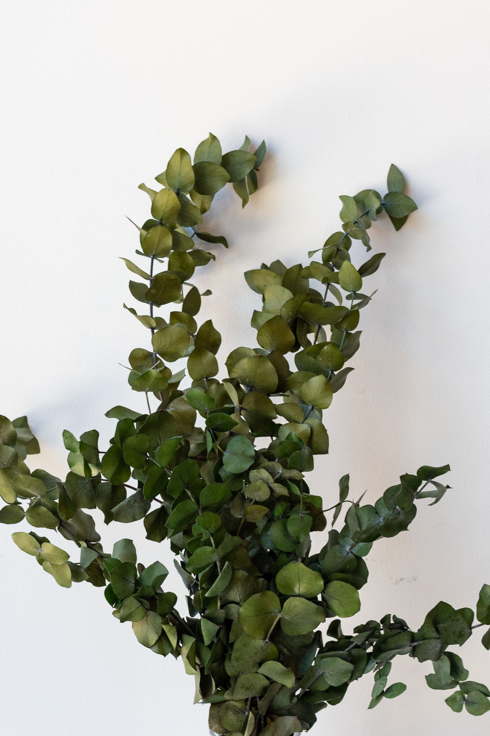 Eucalyptus Spiral Blue Color Preserved Bunch in front of white background