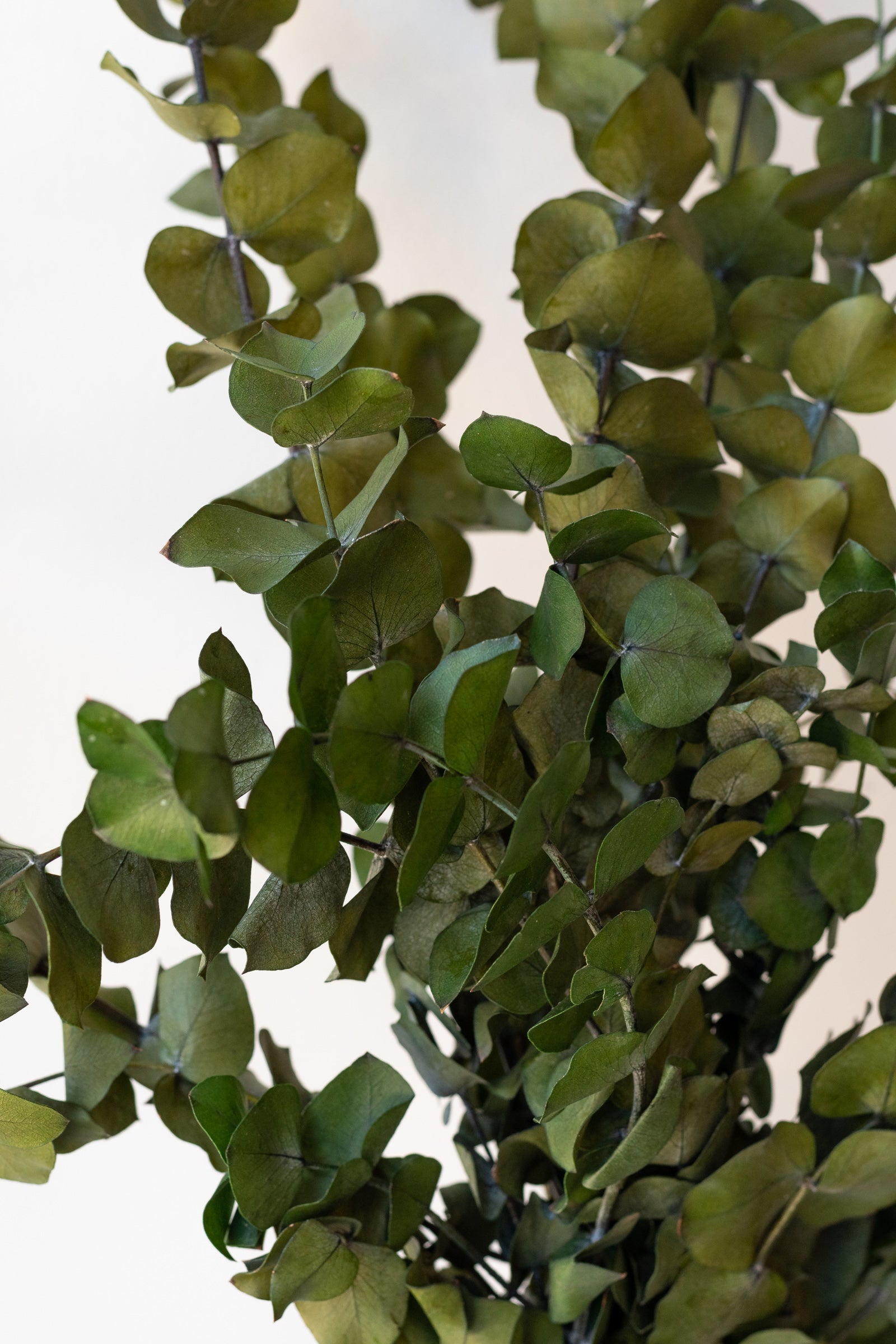 Close up of Eucalyptus Spiral Blue Color Preserved Bunch in front of white background