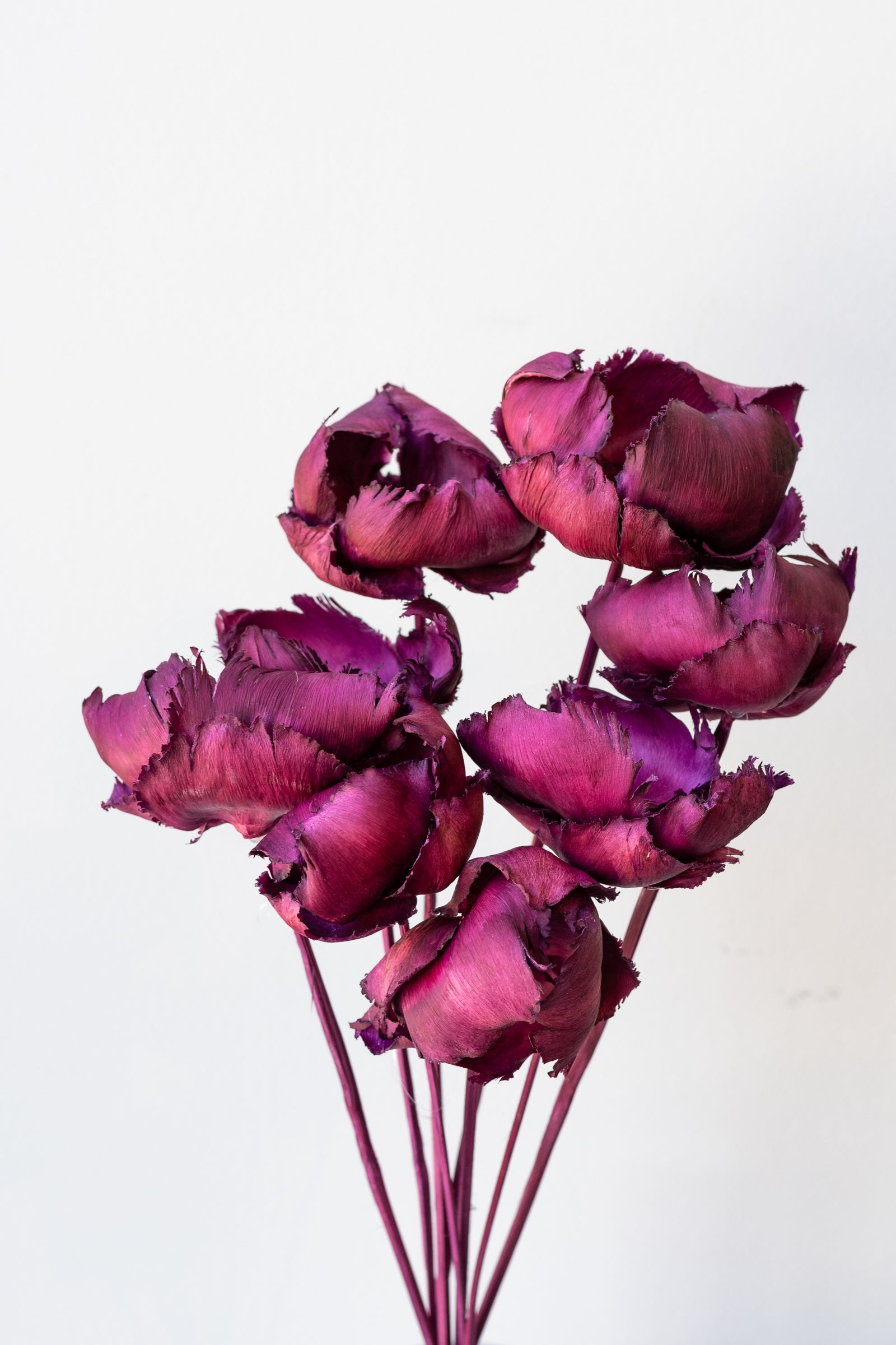 Palm Cap Violet Pastel Preserved Bunch in front of white background