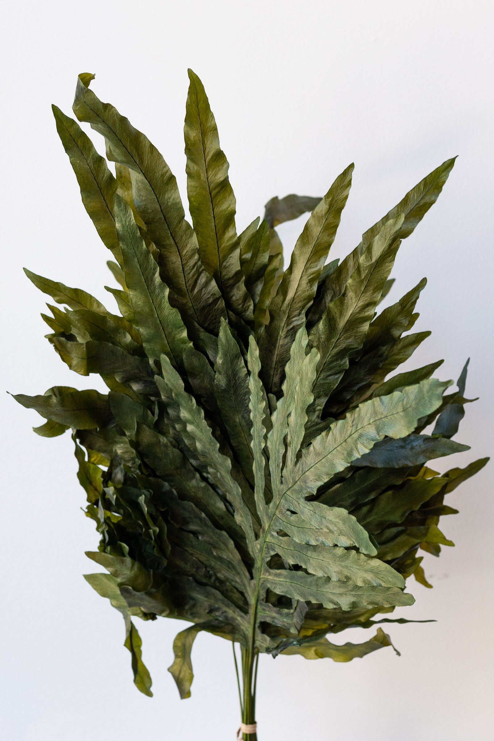 Preserved natural Helecho bunch against a white wall