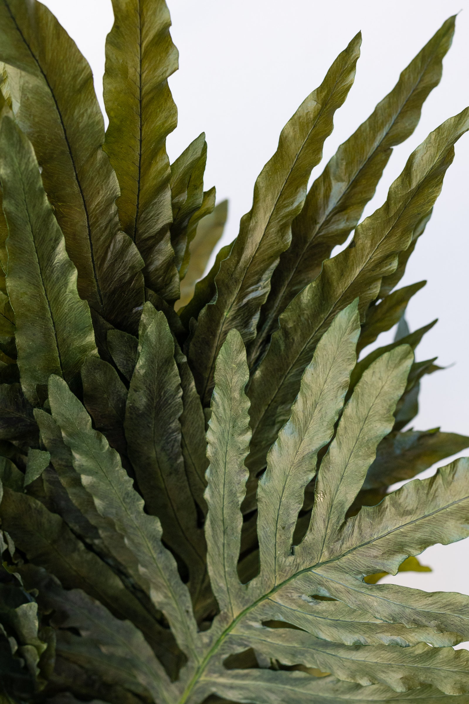 Close up of preserved natural Helecho in front of white wall