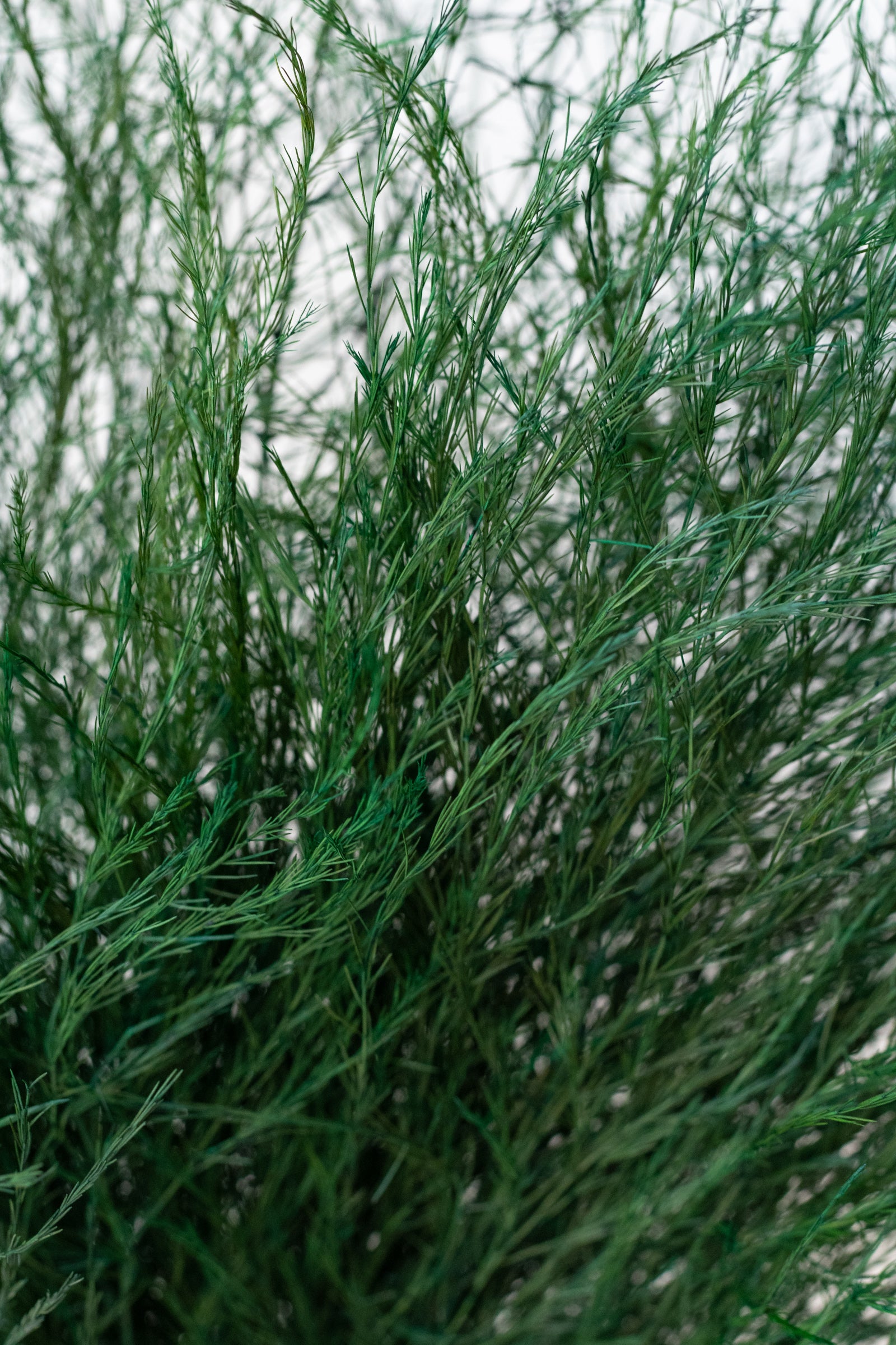 Close up of preserved green Asparagus Trifle