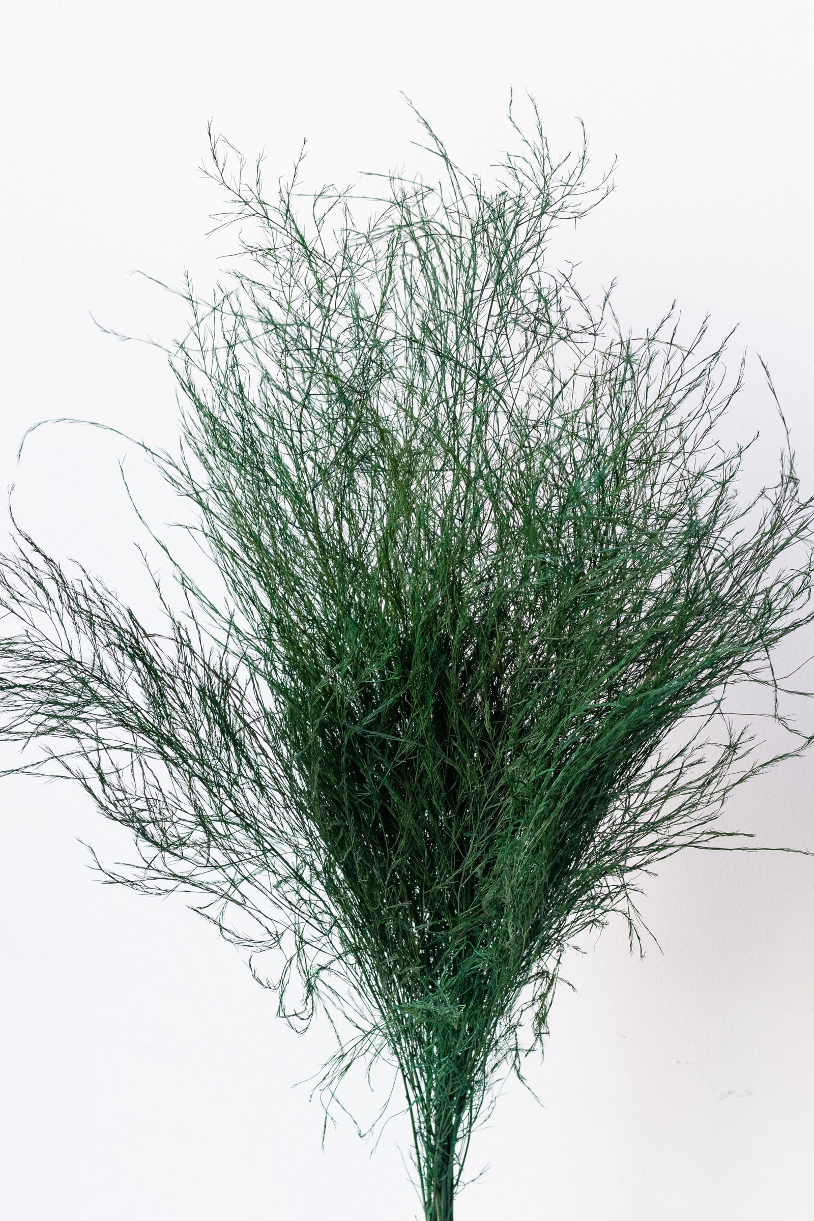 Bundle of preserved natural color Asparagus Trifle against a white background ©Sprout Home