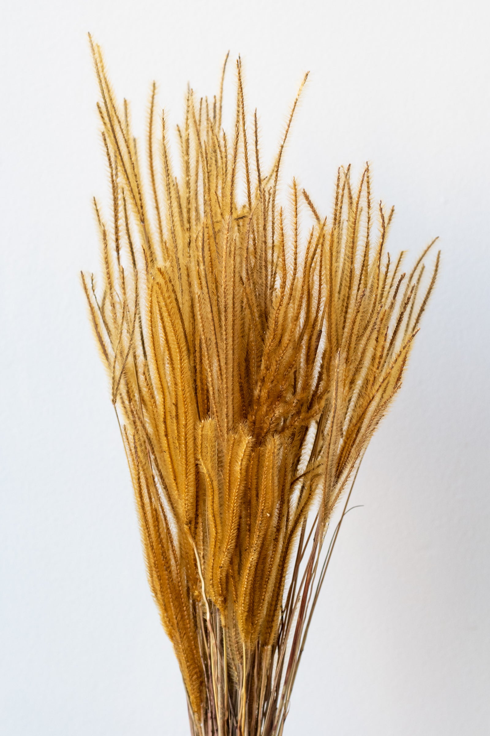 Ouro Natural Preserved Bunch in front of white background