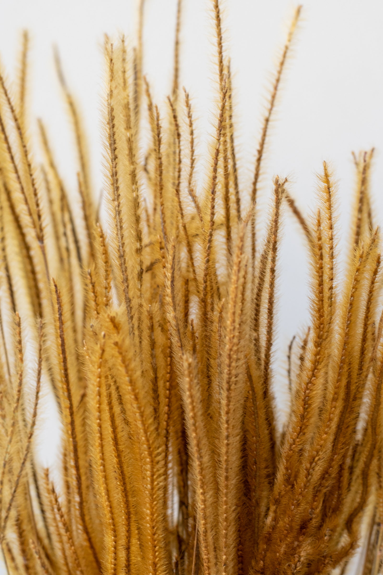 Ouro Natural Preserved Bunch in front of white background