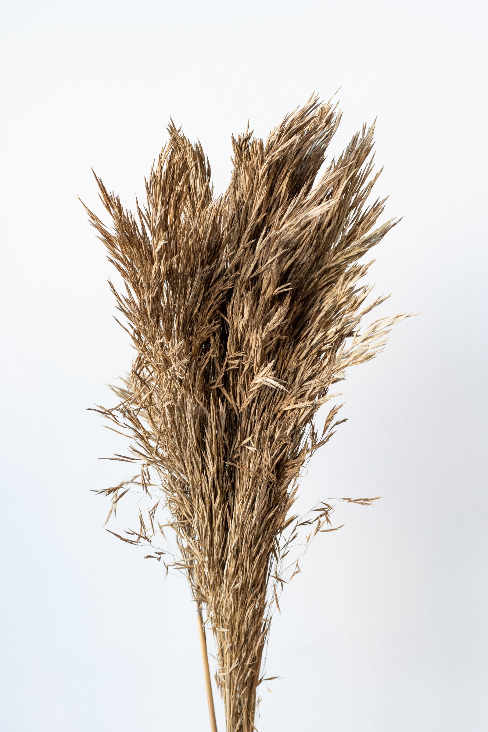 Andre Kise Natural Preserved Bunch in front of white background