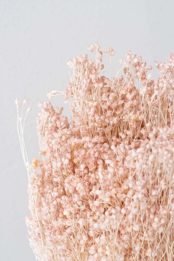Close up of Brooms Light Peach Pastel Preserved Bunch