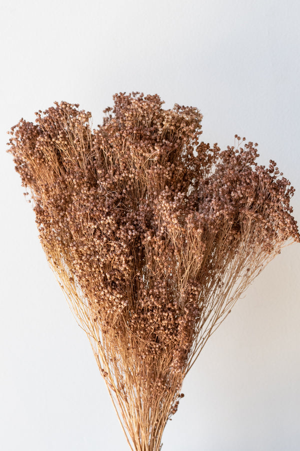 Brooms Sepia Pastel Preserved Bunch in front of white background