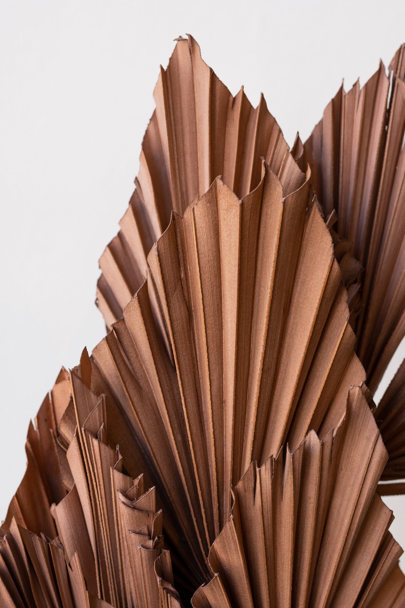 Palm Spear Sepia Pastel Preserved Bunch