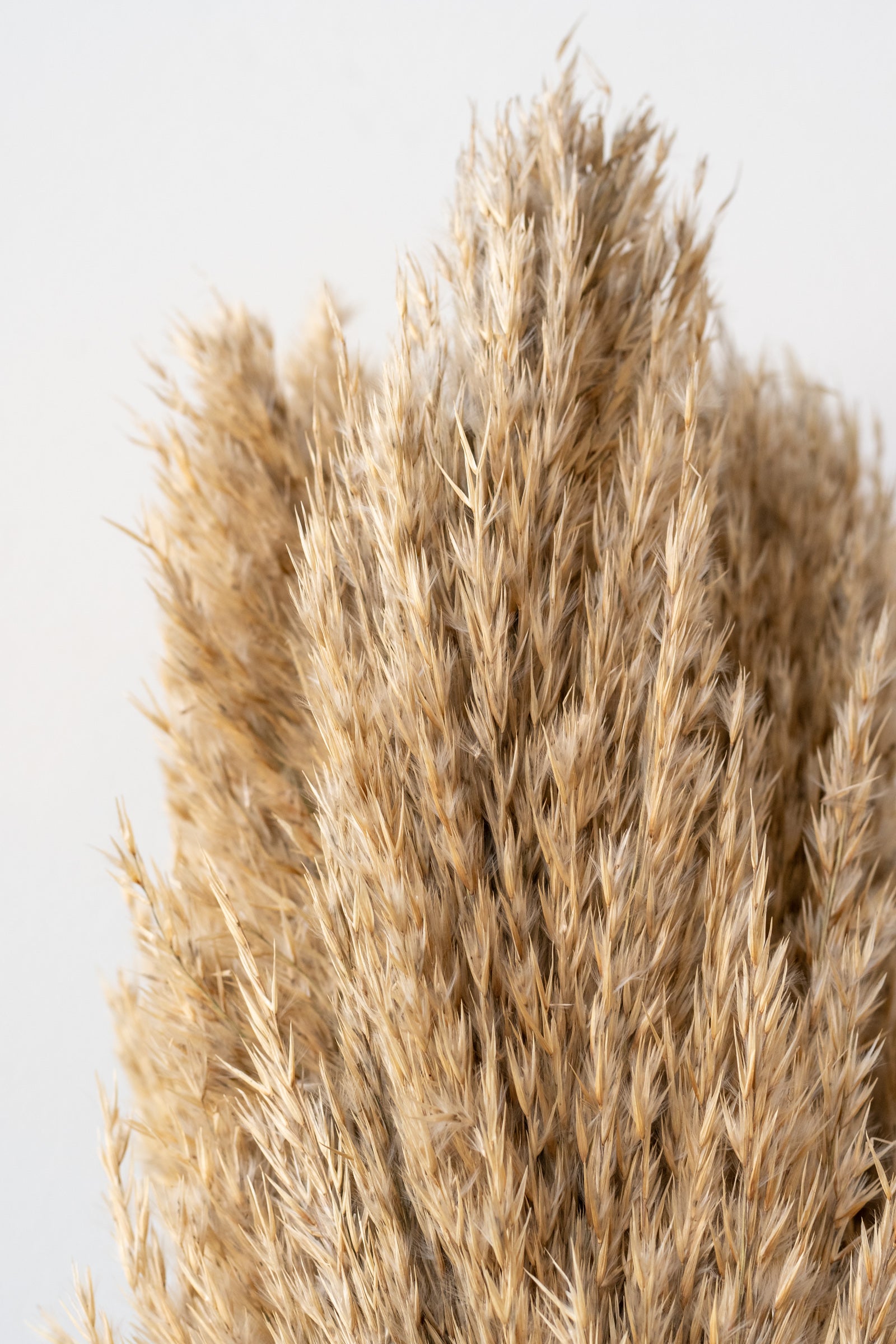 Close up of Plumero Natural Preserved Bunch