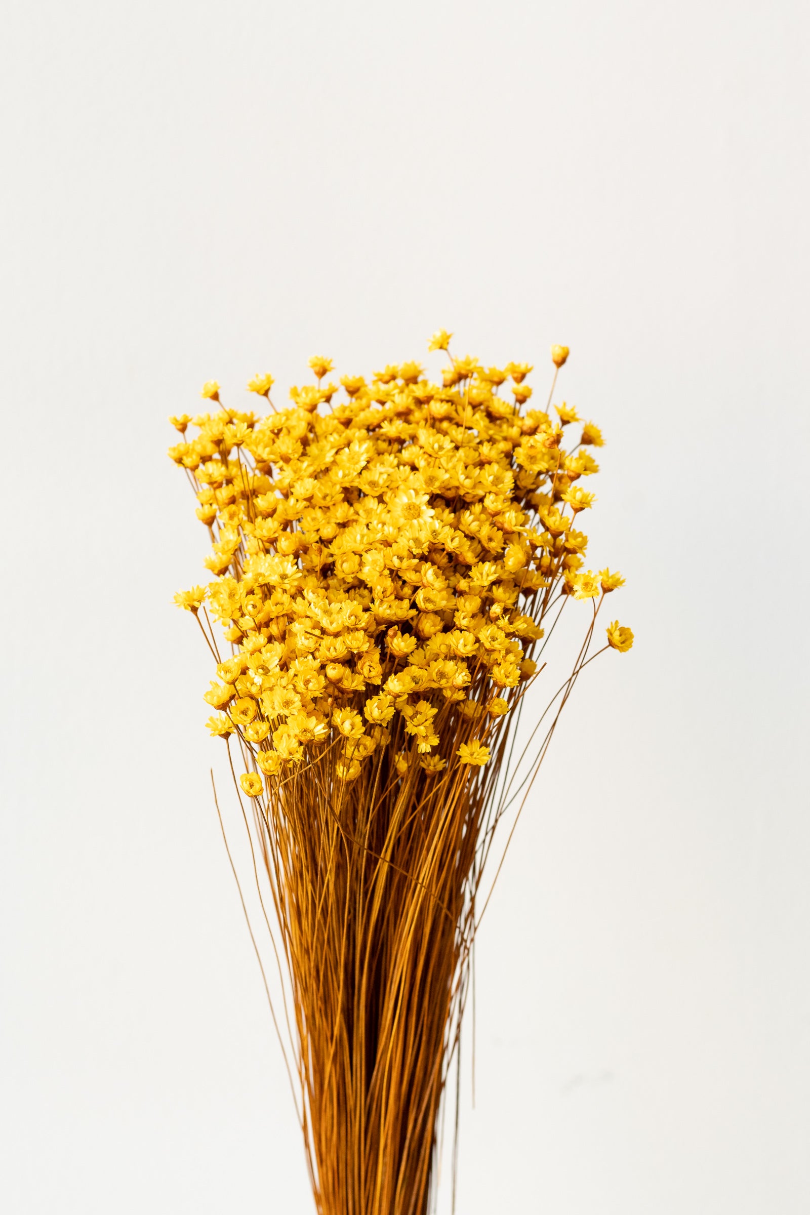 Glixia Yellow Color Preserved Bunch in front of white background ©Sprout Home