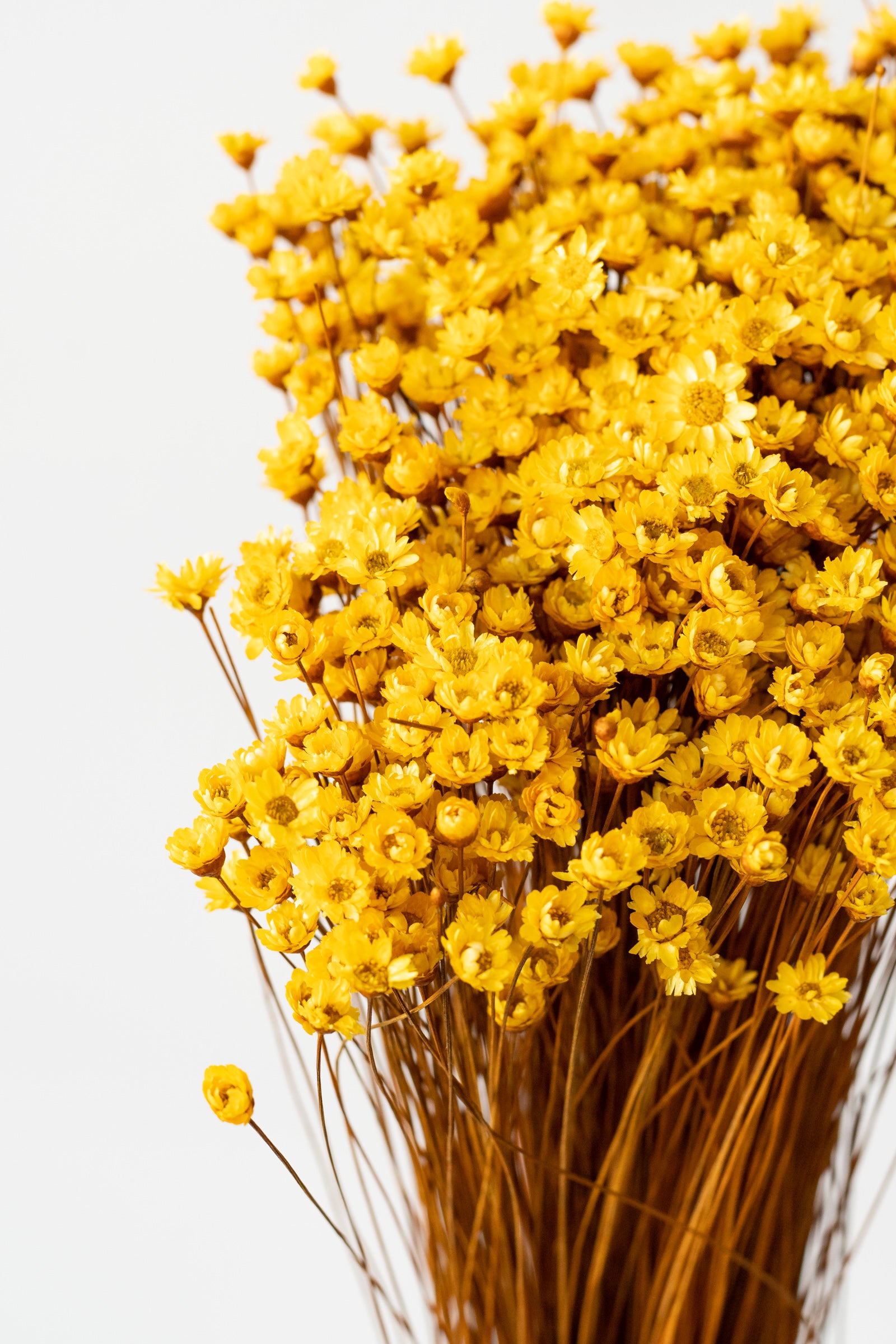 Close up of Glixia Yellow Color Preserved Bunch in front of white background ©Sprout Home