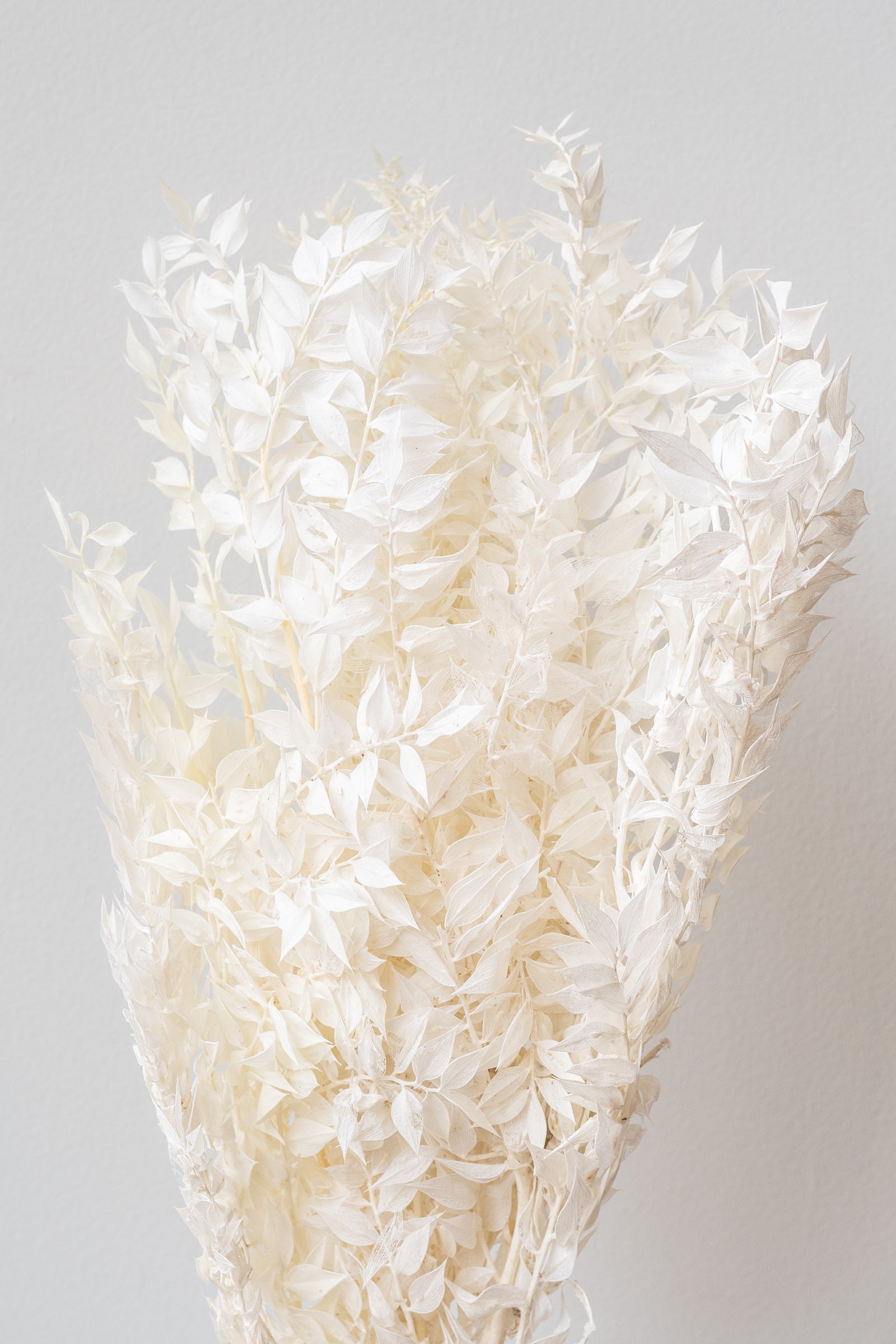 Preserved bleached Ruscus in front of a white background