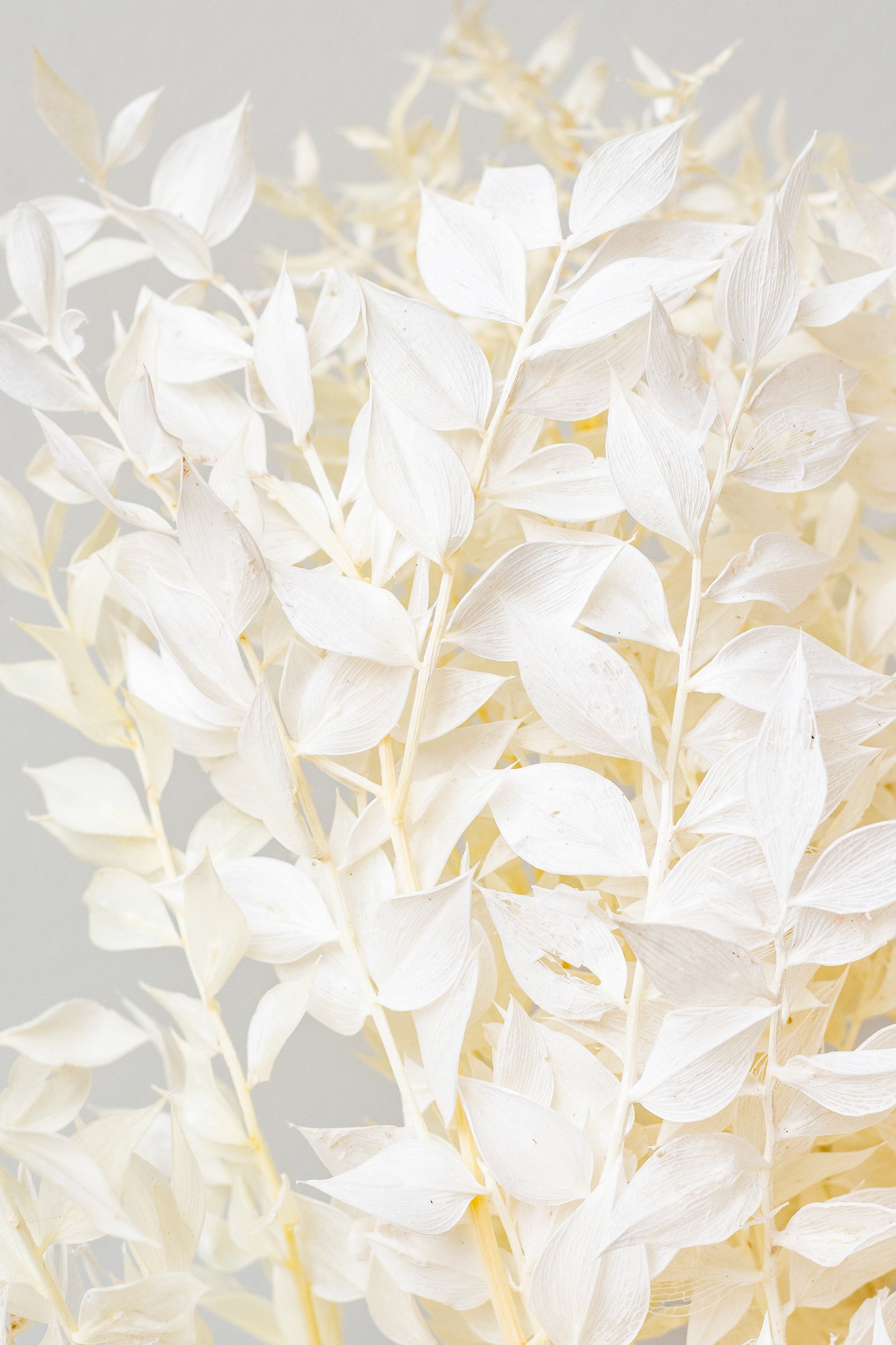 Close up of preserved bleached Ruscus in front of a white background