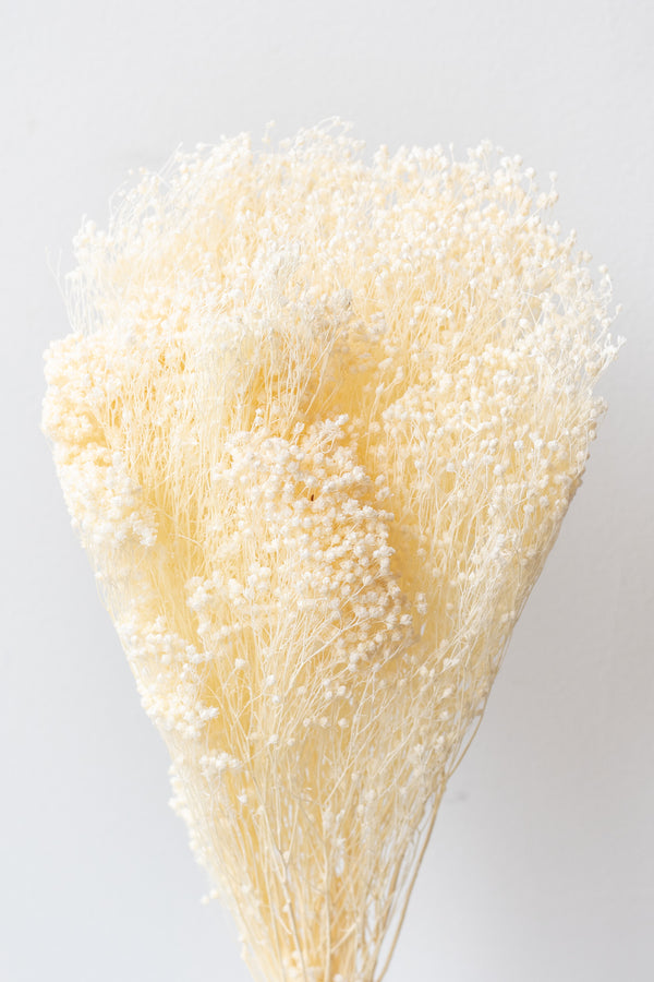 Preserved bleached Brooms in front of white background