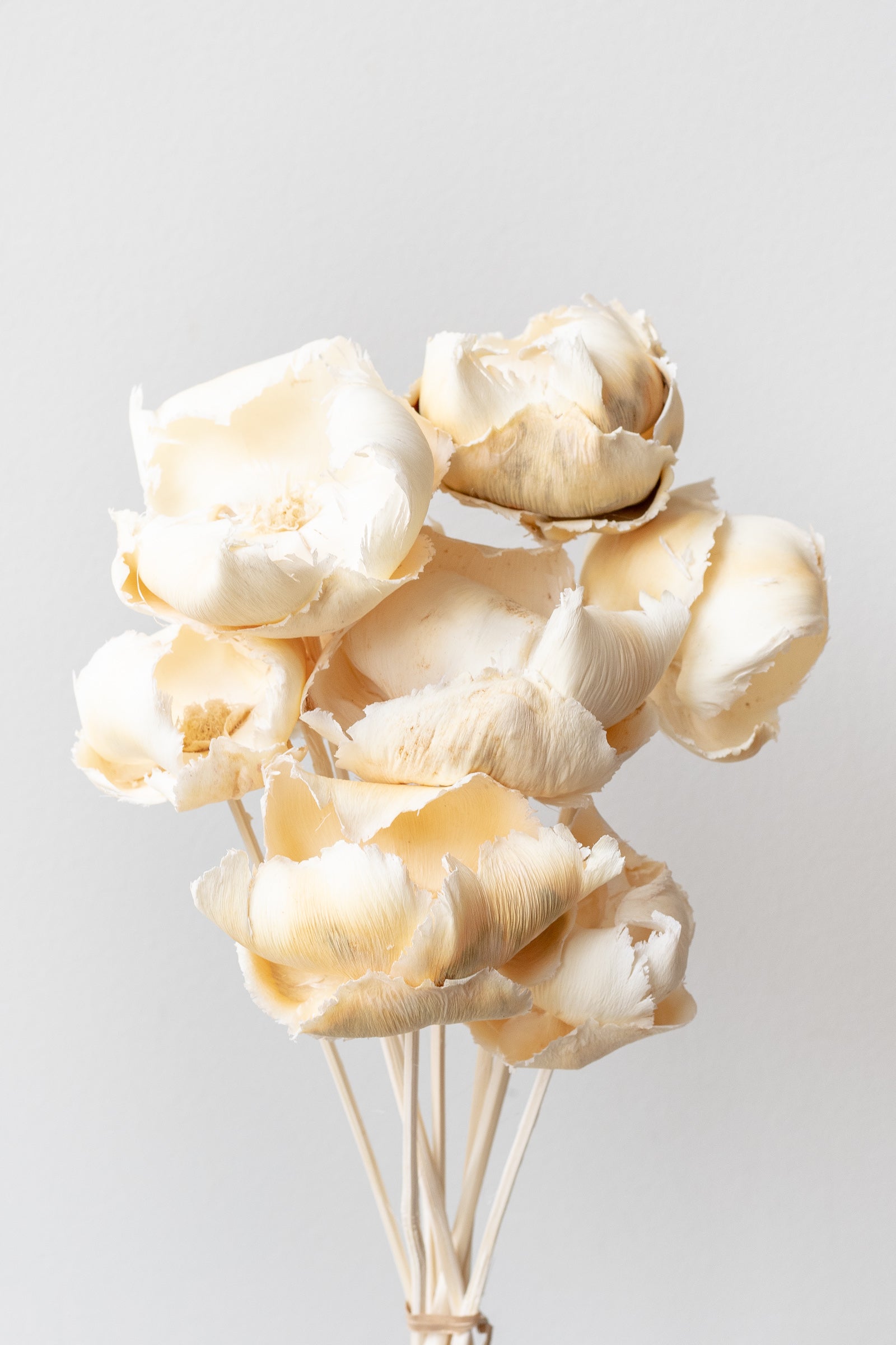 Preserved bleached palm cap bunch in front of white background ©Sprout Home