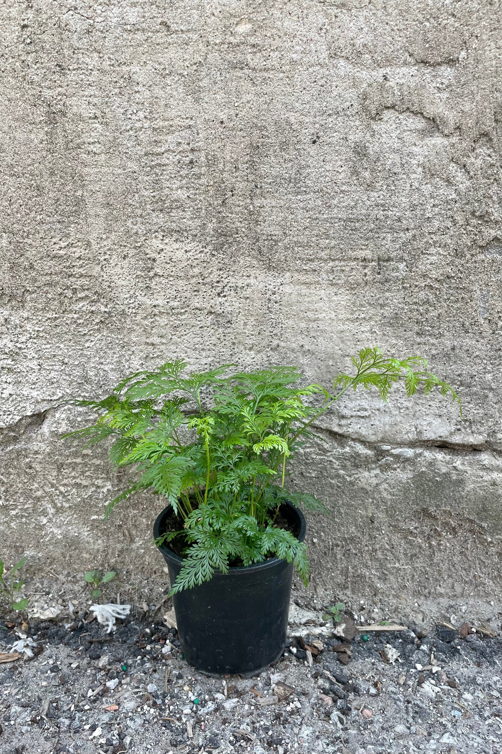 Davallia "Deer Foot Fern" in a 4" growers pot. ©Sprout Home