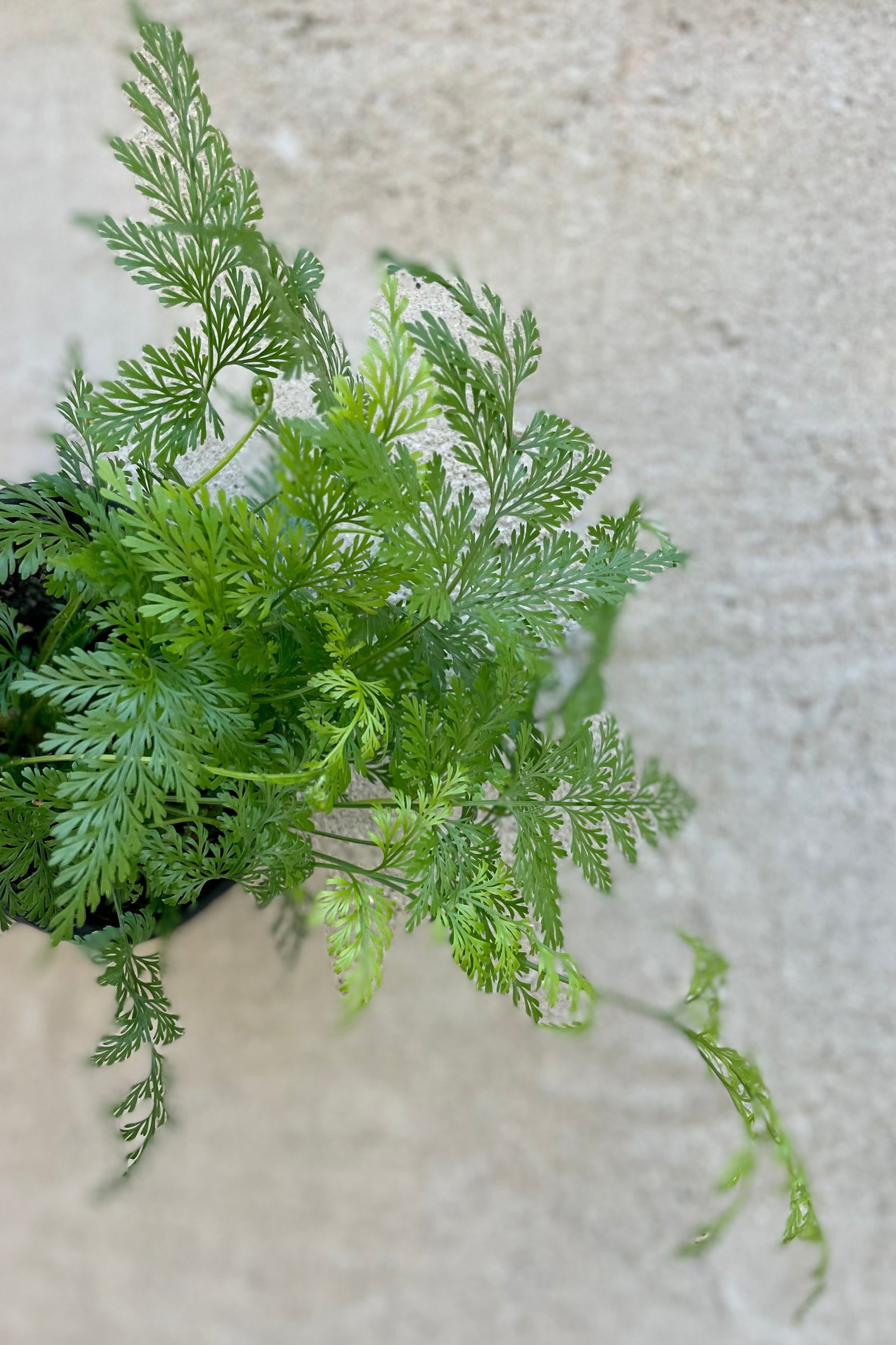 A close up of the Deer Foot Fern with its delicate leaves ©Sprout Home