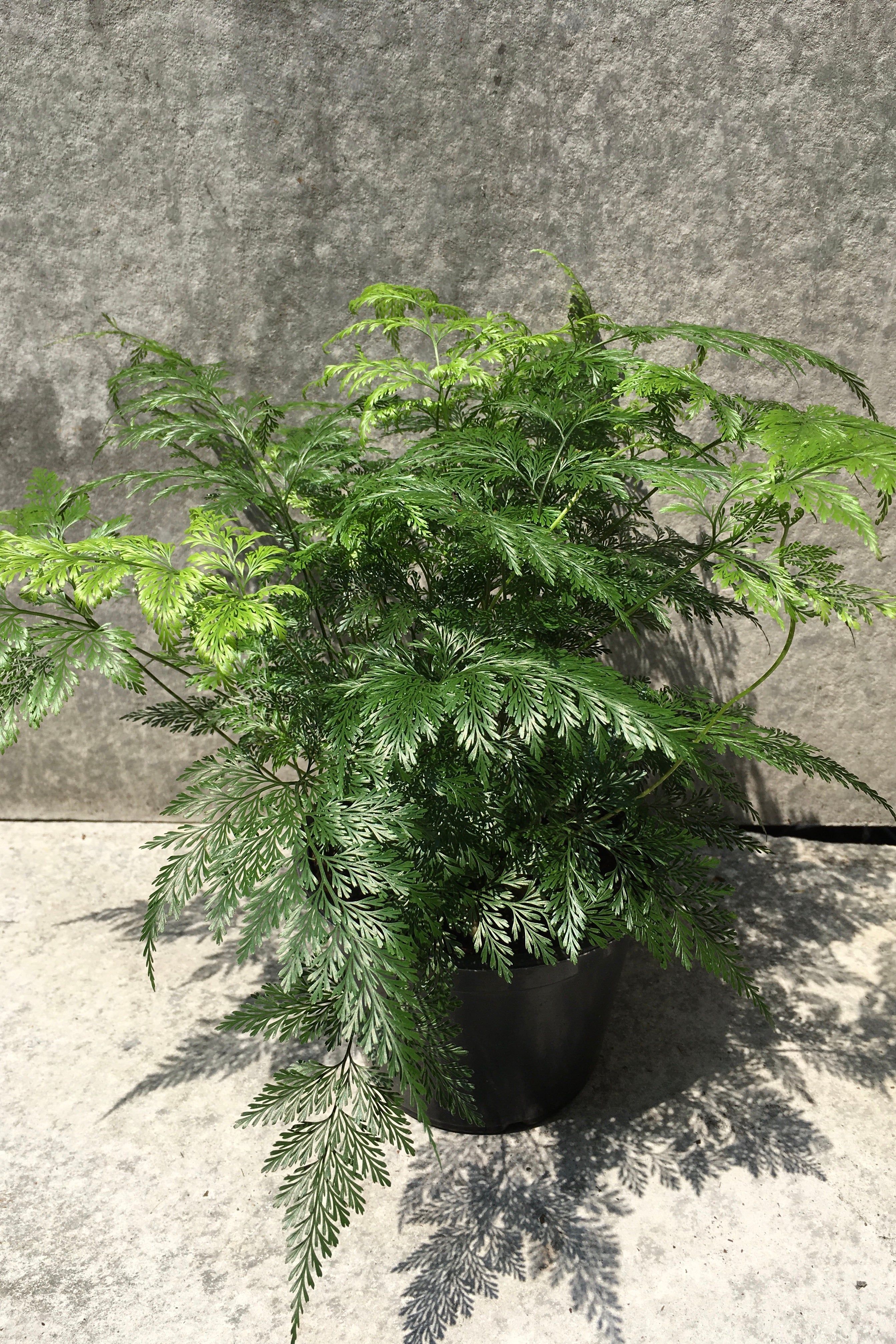 Davallia canariensis Deer Foot Fern in a 6" growers pot.