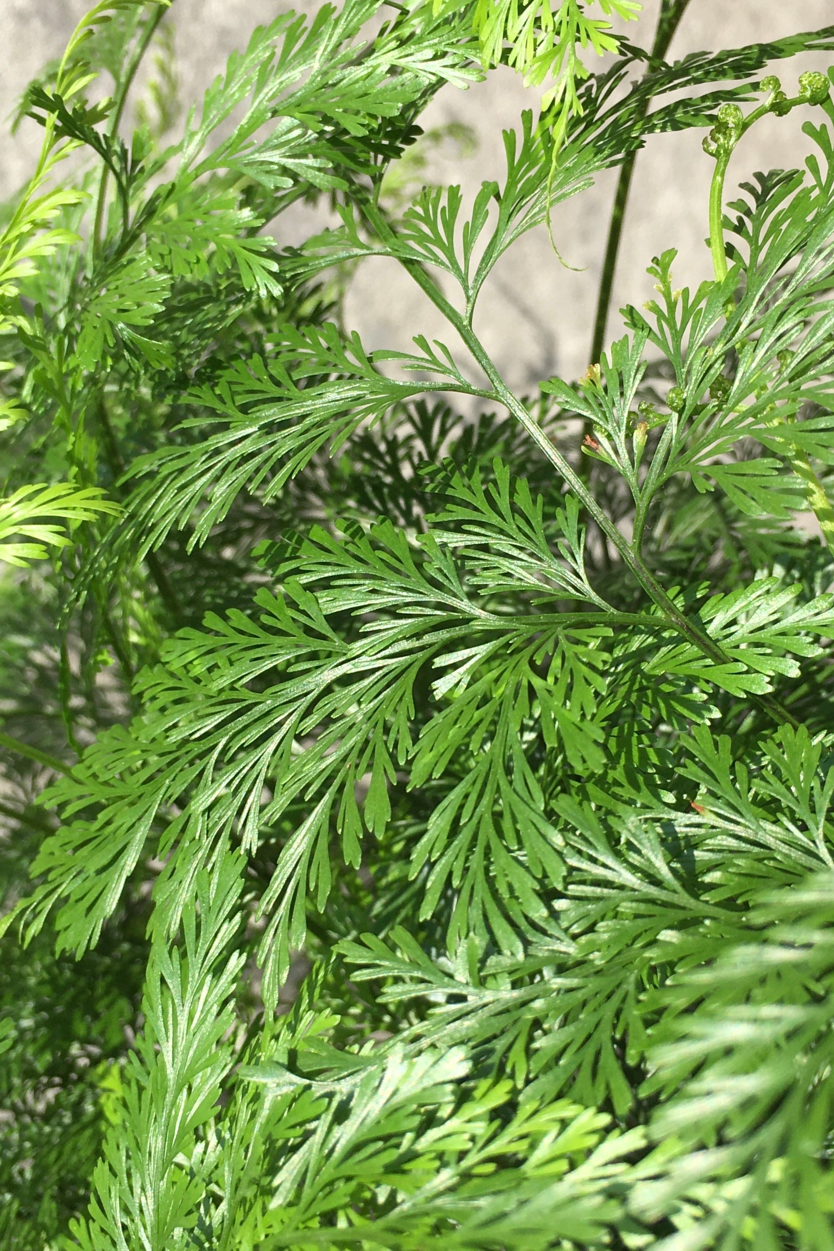 Detail picture of the lacy leaves of the Deer Foot Fern.