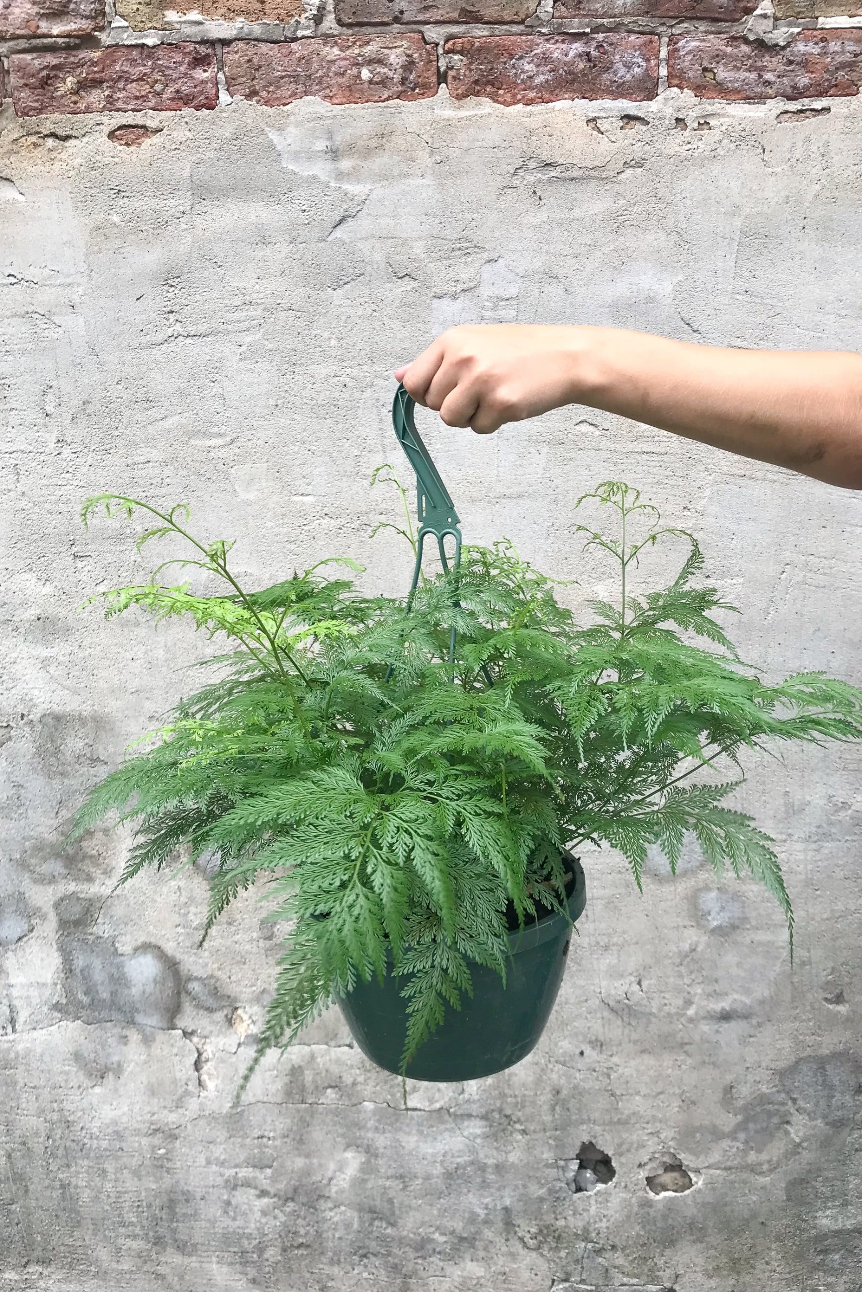 Deer Foot Fern being held by a hook ©Sprout Home