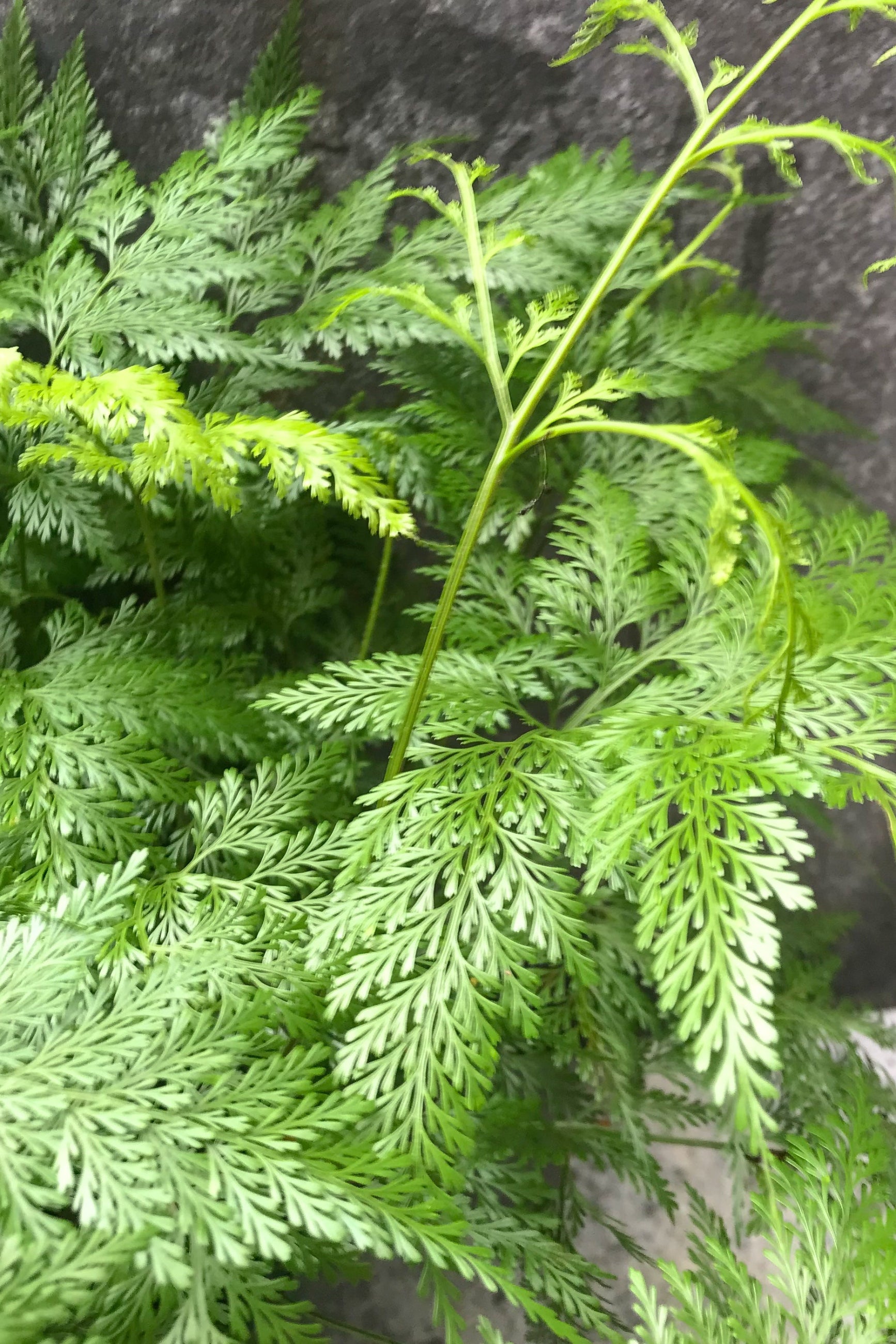 Close-up of Davallia canariensis 'Deer foot Fern' with delicate green foliage and fuzzy rhizomes ©Sprout Home